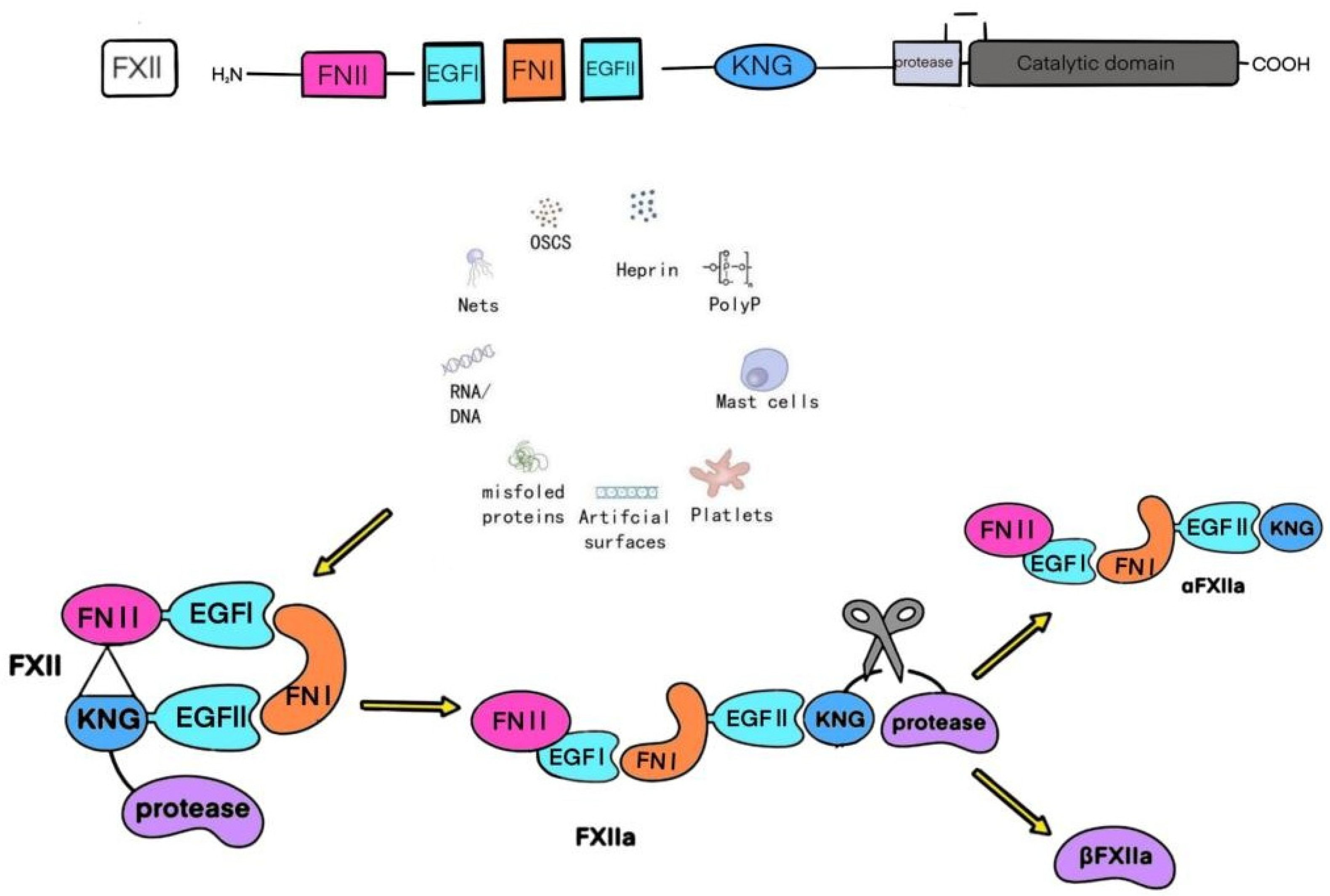 Biomedicines 13 02726 g001