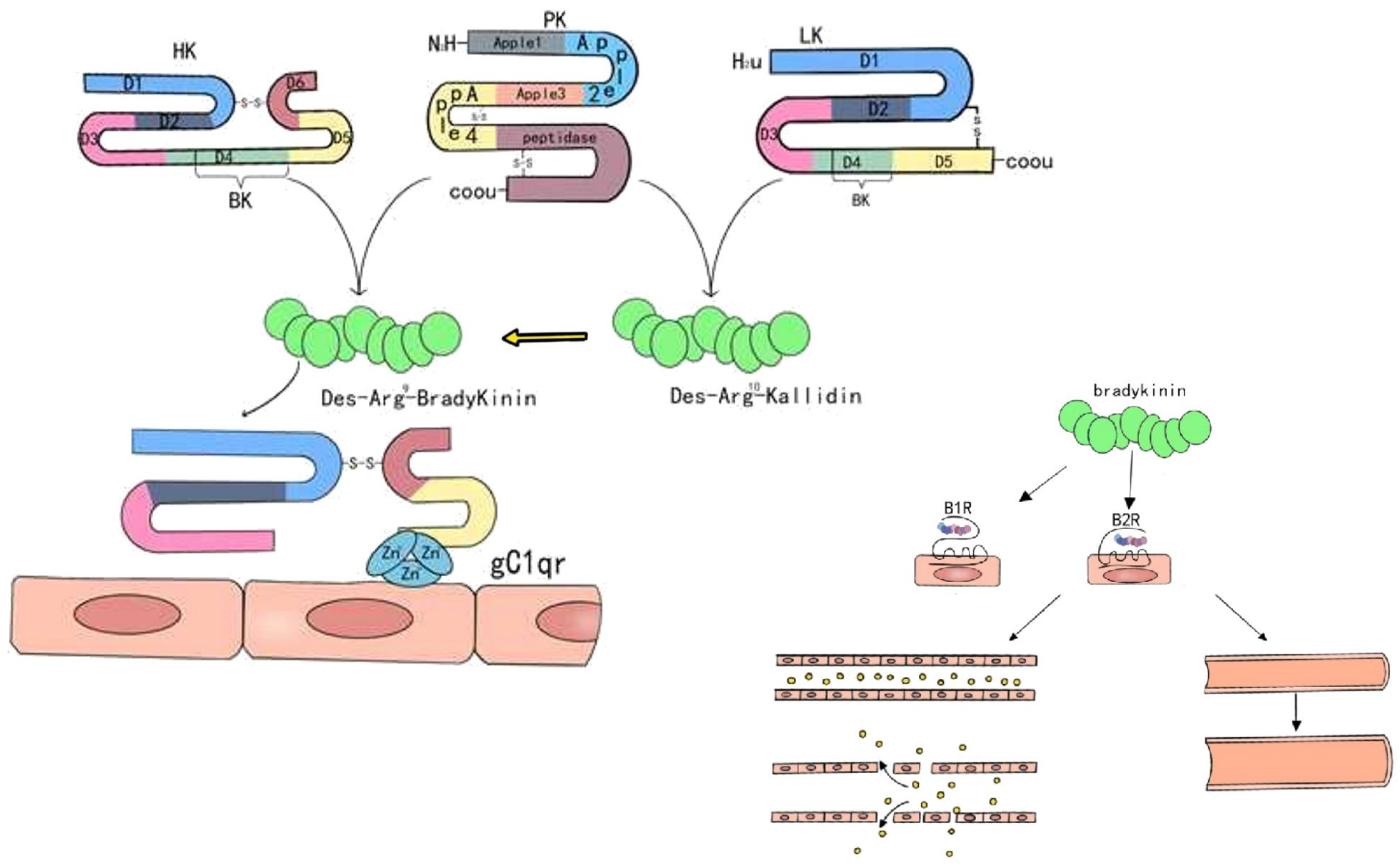 Biomedicines 13 02726 g002