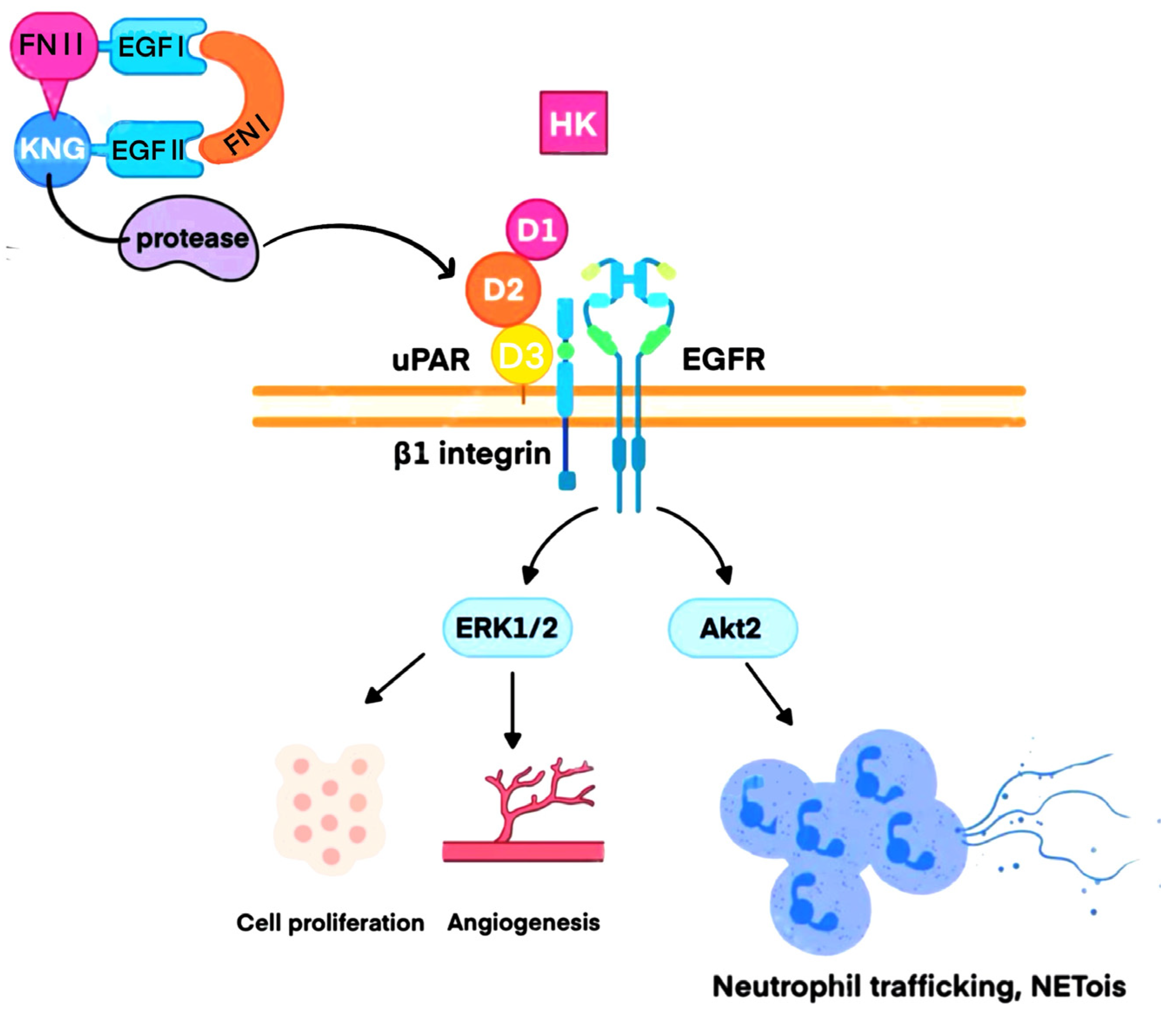 Biomedicines 13 02726 g003