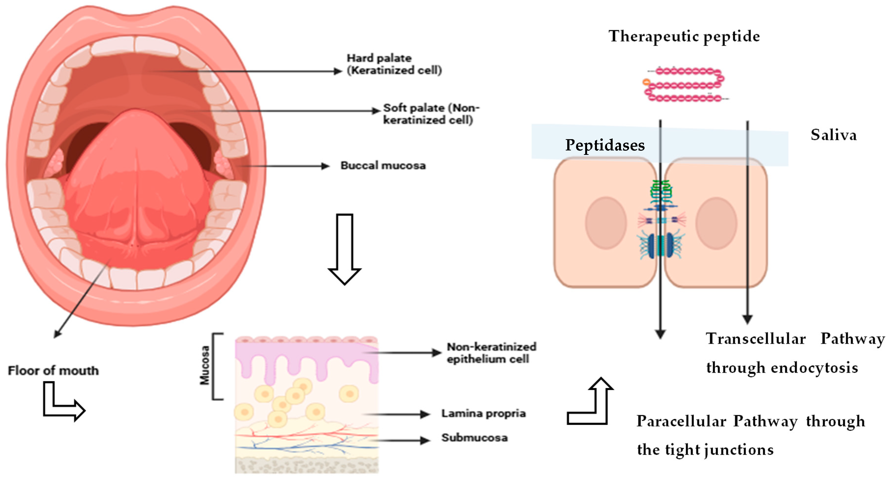 Biomedicines 13 02735 g002
