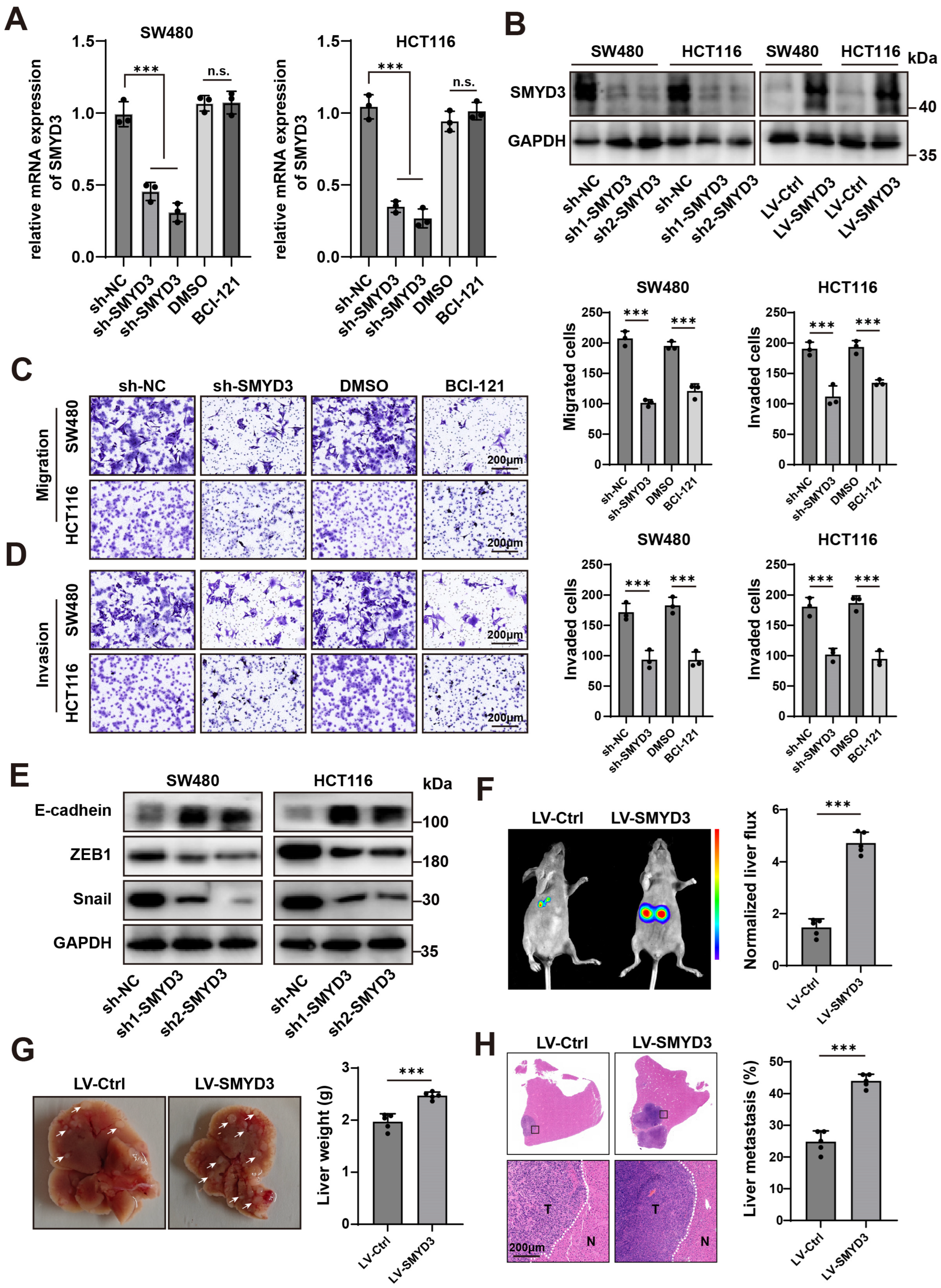 Biomedicines 13 02737 g002