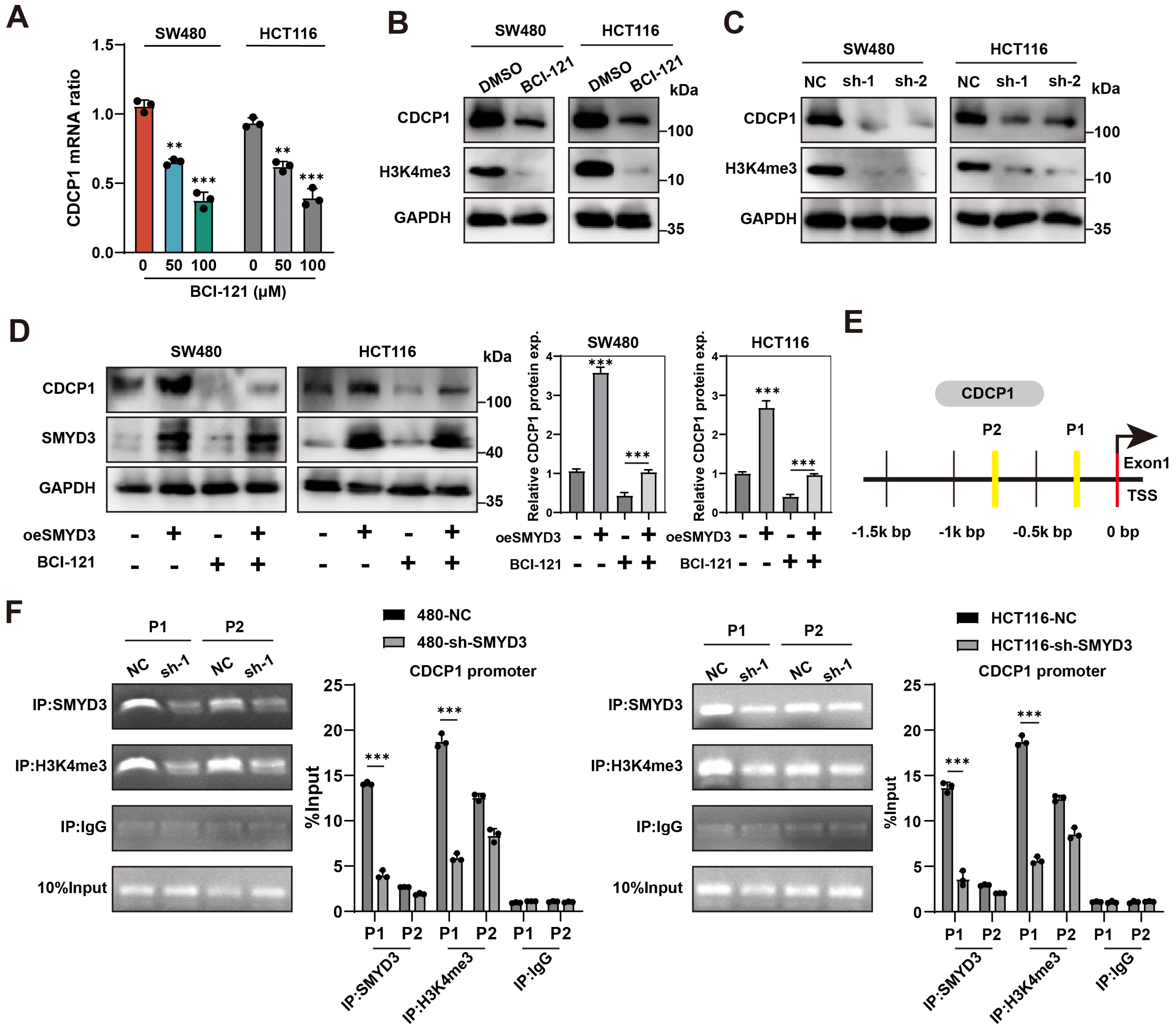 Biomedicines 13 02737 g004