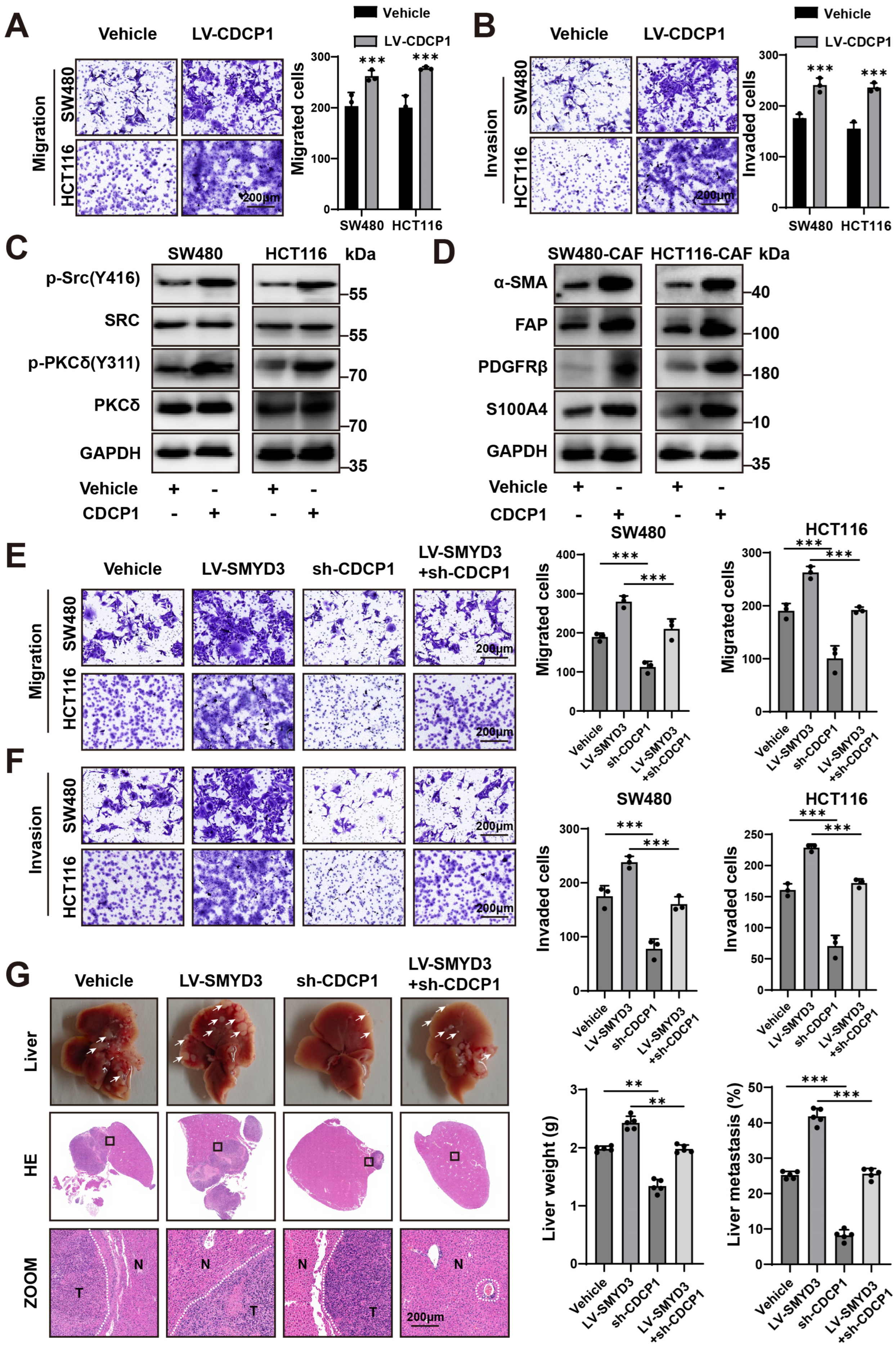 Biomedicines 13 02737 g005