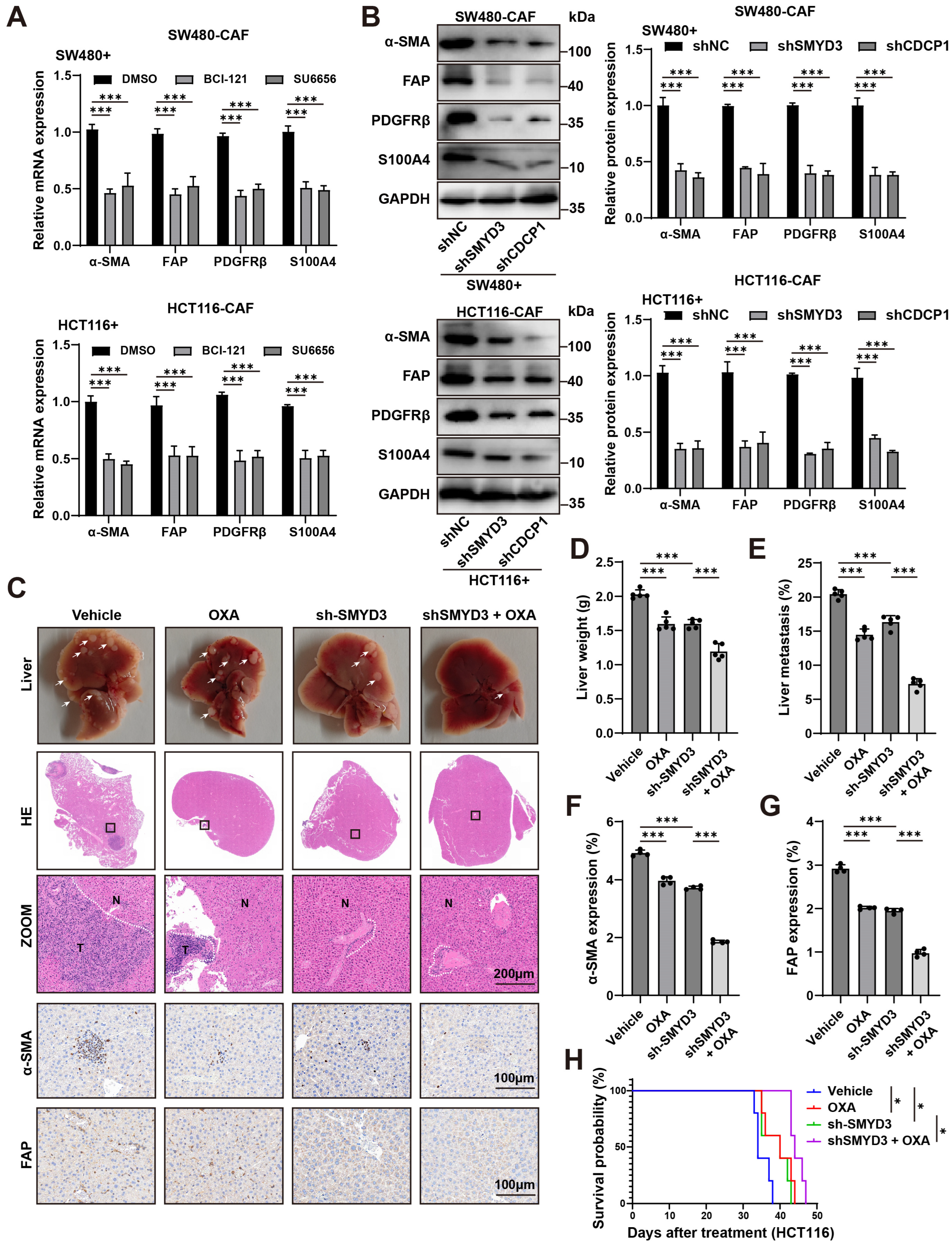 Biomedicines 13 02737 g006