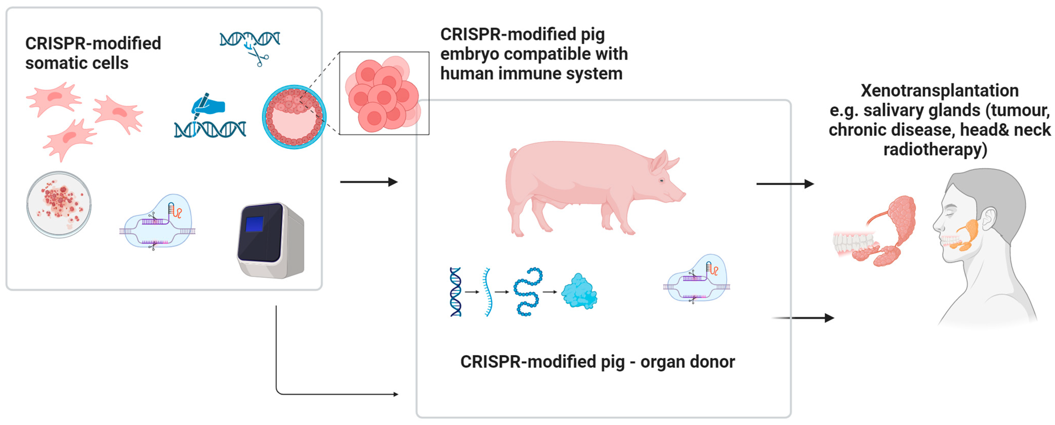 Biomedicines 13 02745 g006