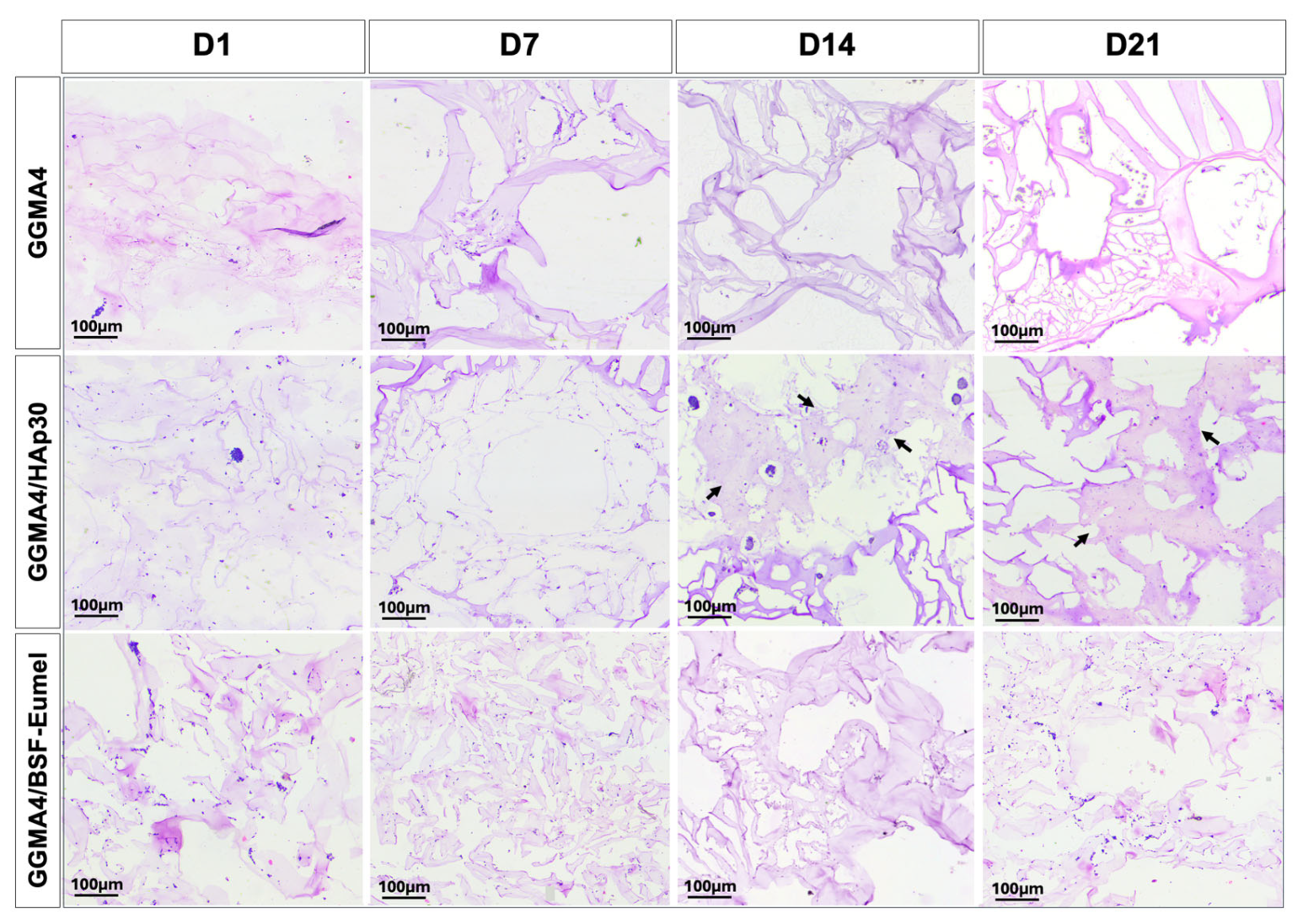 Biomedicines 13 02755 g003