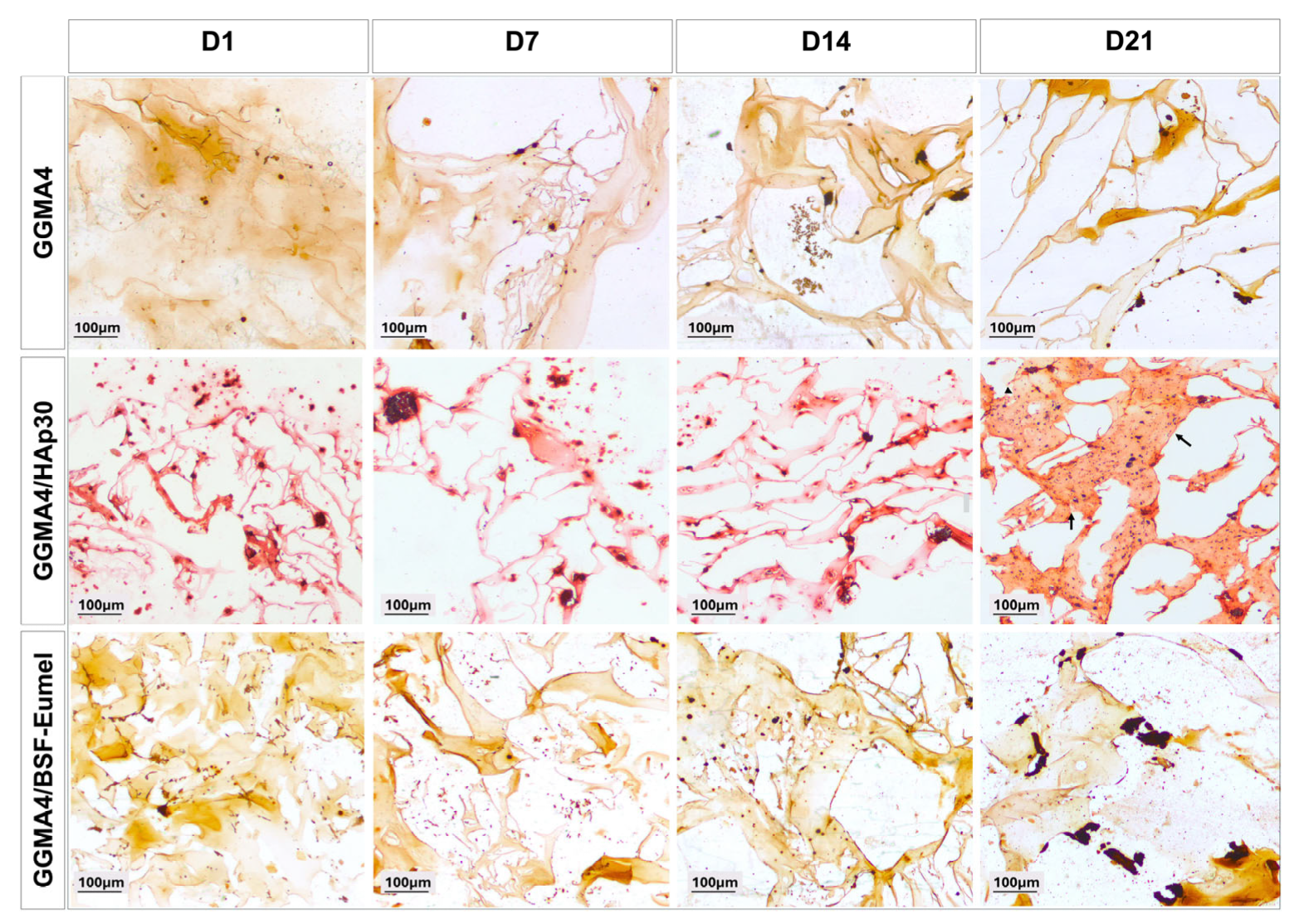 Biomedicines 13 02755 g006