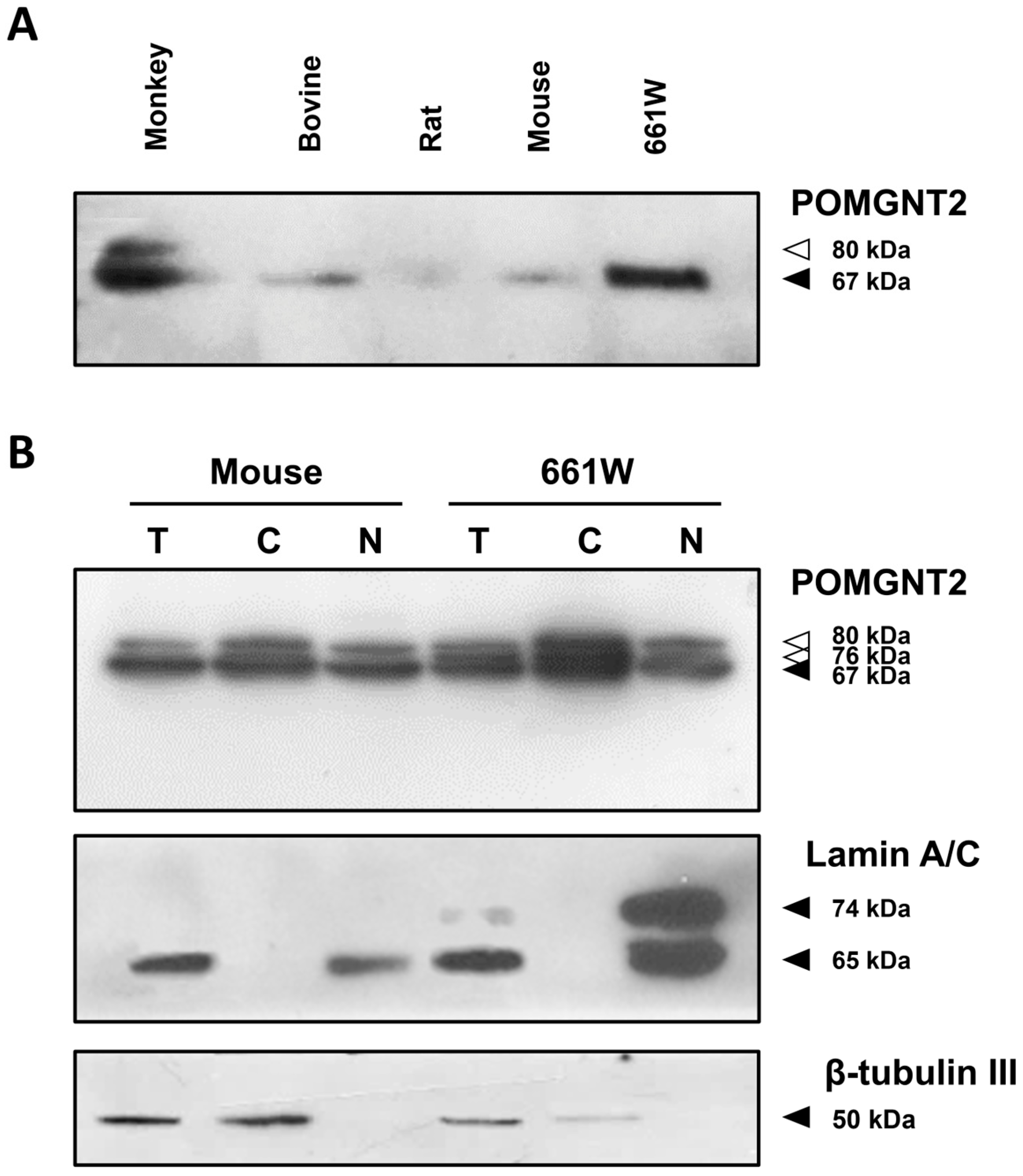 Biomedicines 13 02759 g001 Biomedicines 13 02759 g001