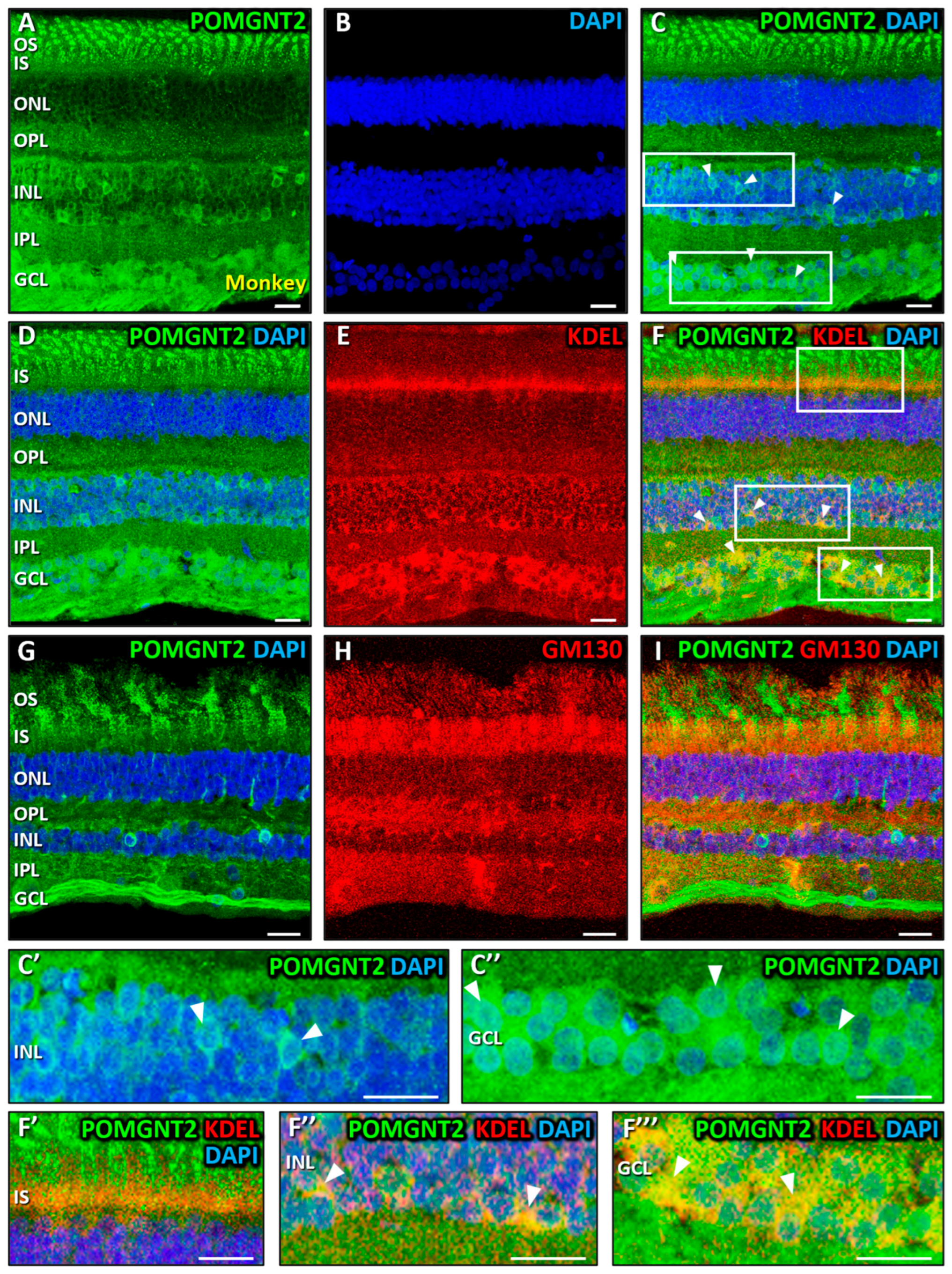 Biomedicines 13 02759 g002 Biomedicines 13 02759 g002