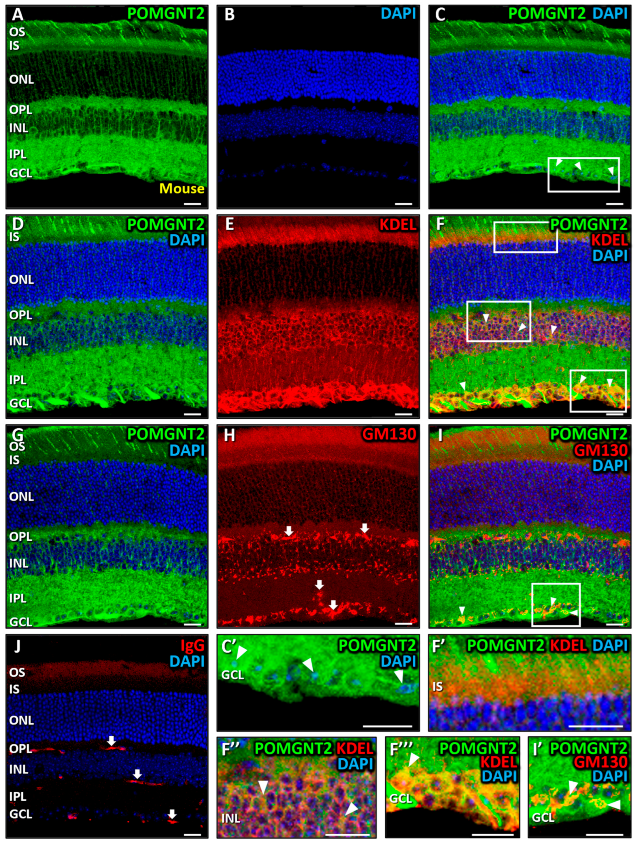 Biomedicines 13 02759 g003 Biomedicines 13 02759 g003