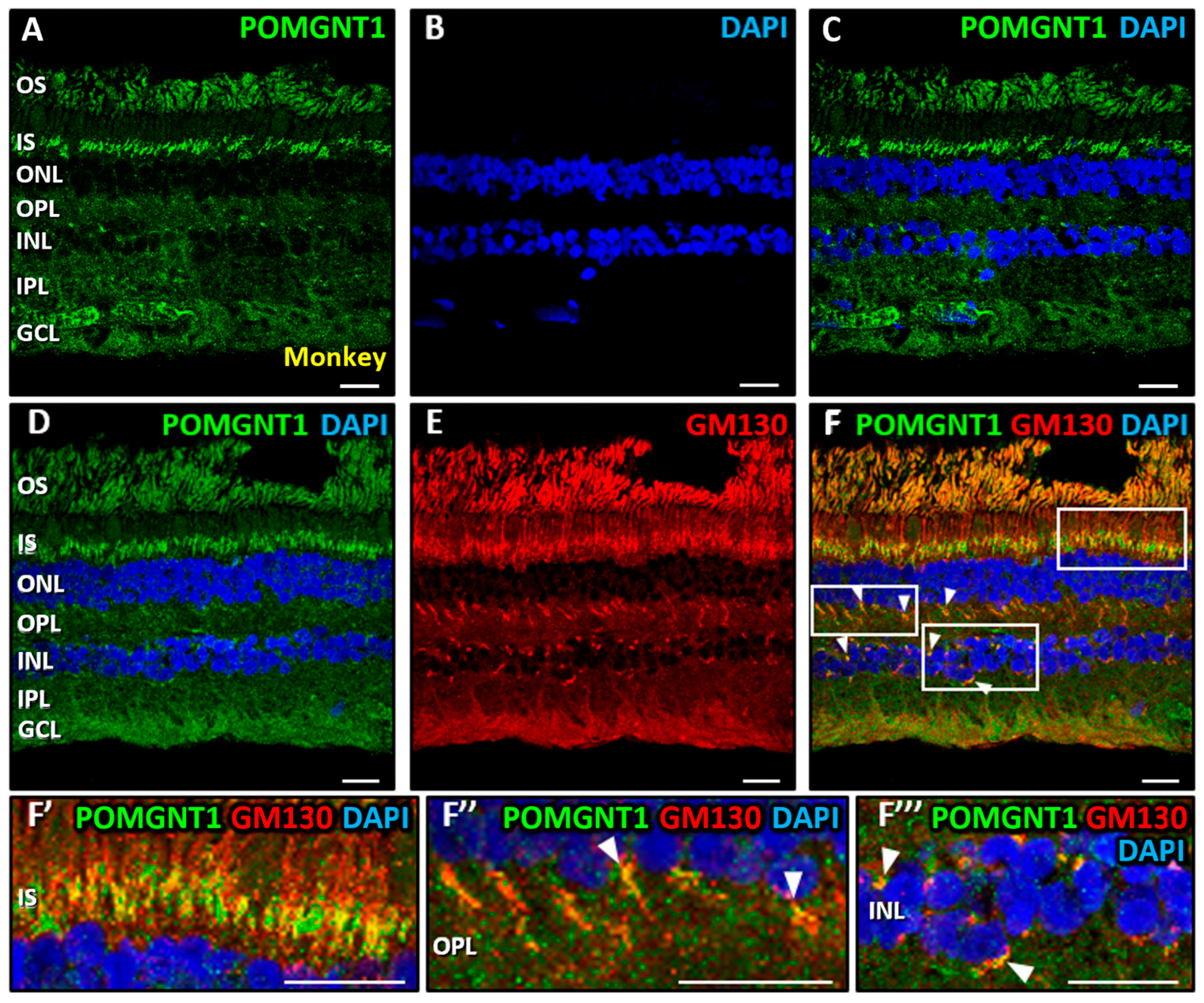 Biomedicines 13 02759 g004 Biomedicines 13 02759 g004