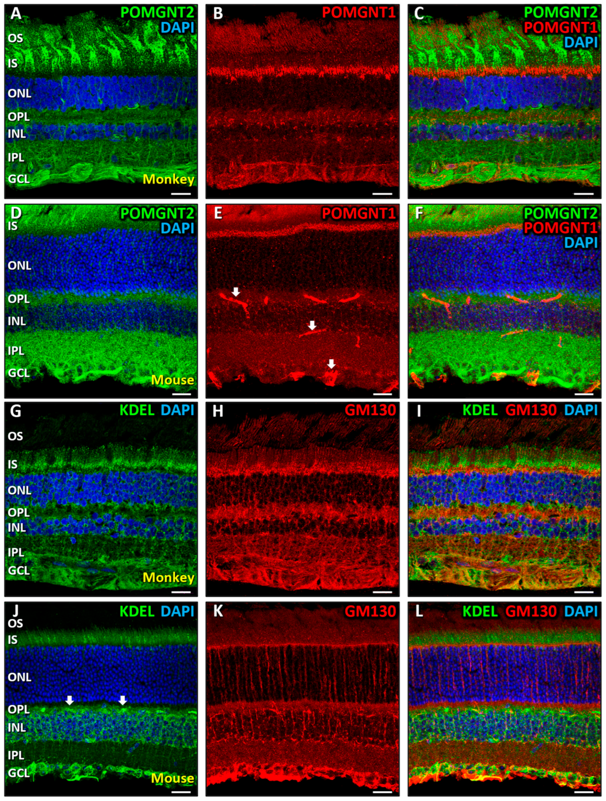 Biomedicines 13 02759 g005 Biomedicines 13 02759 g005