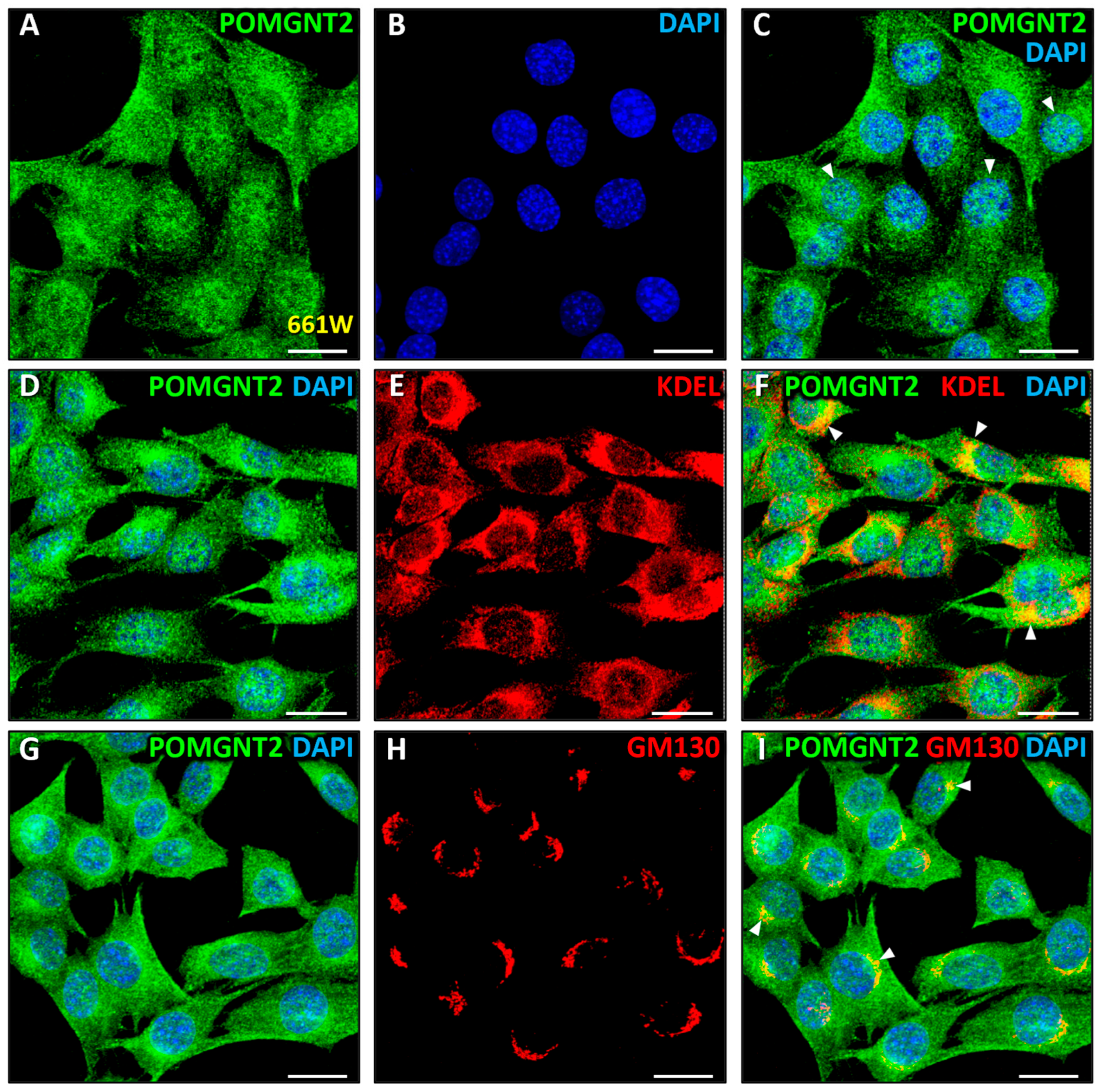 Biomedicines 13 02759 g006 Biomedicines 13 02759 g006