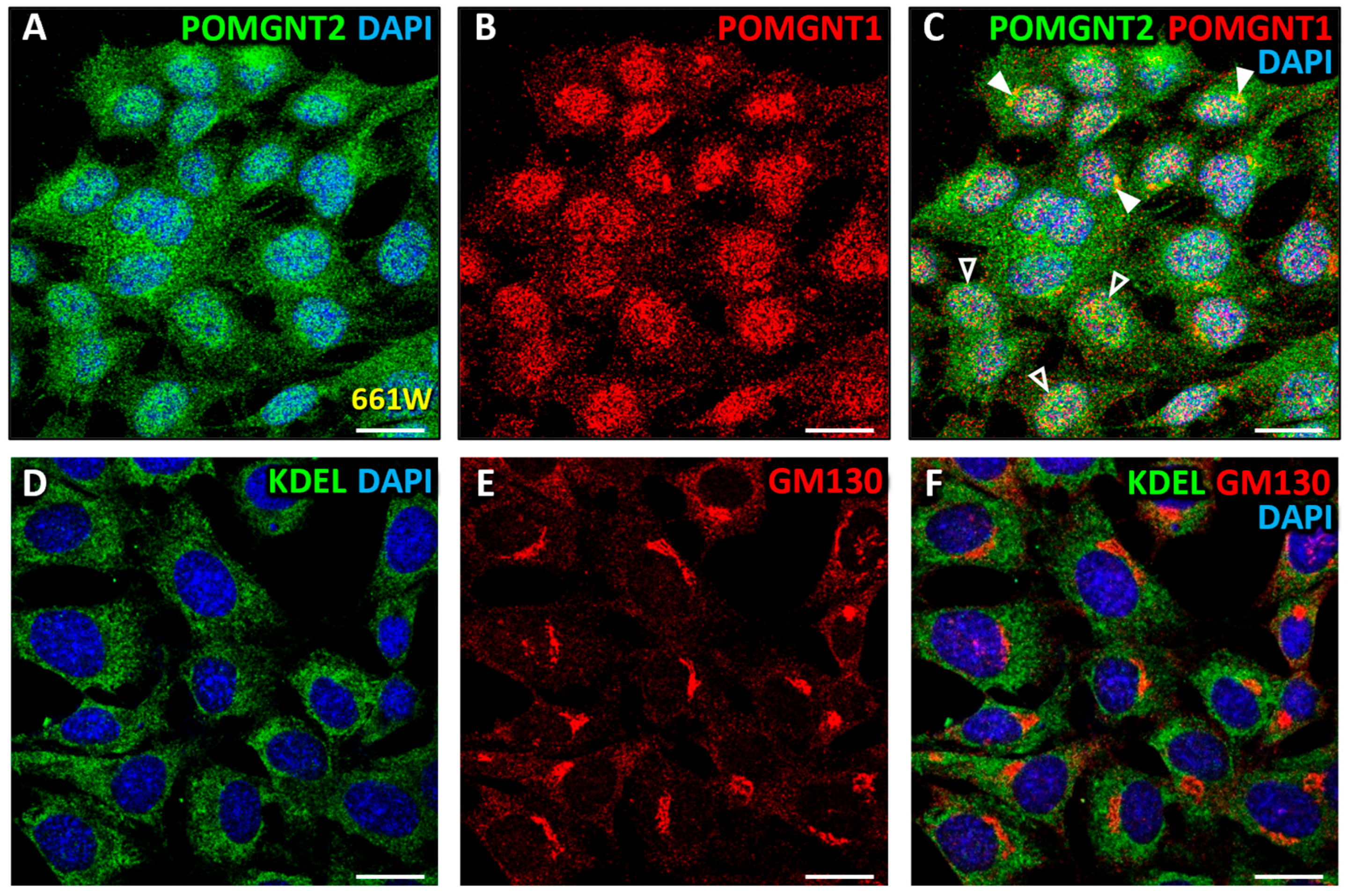Biomedicines 13 02759 g007 Biomedicines 13 02759 g007