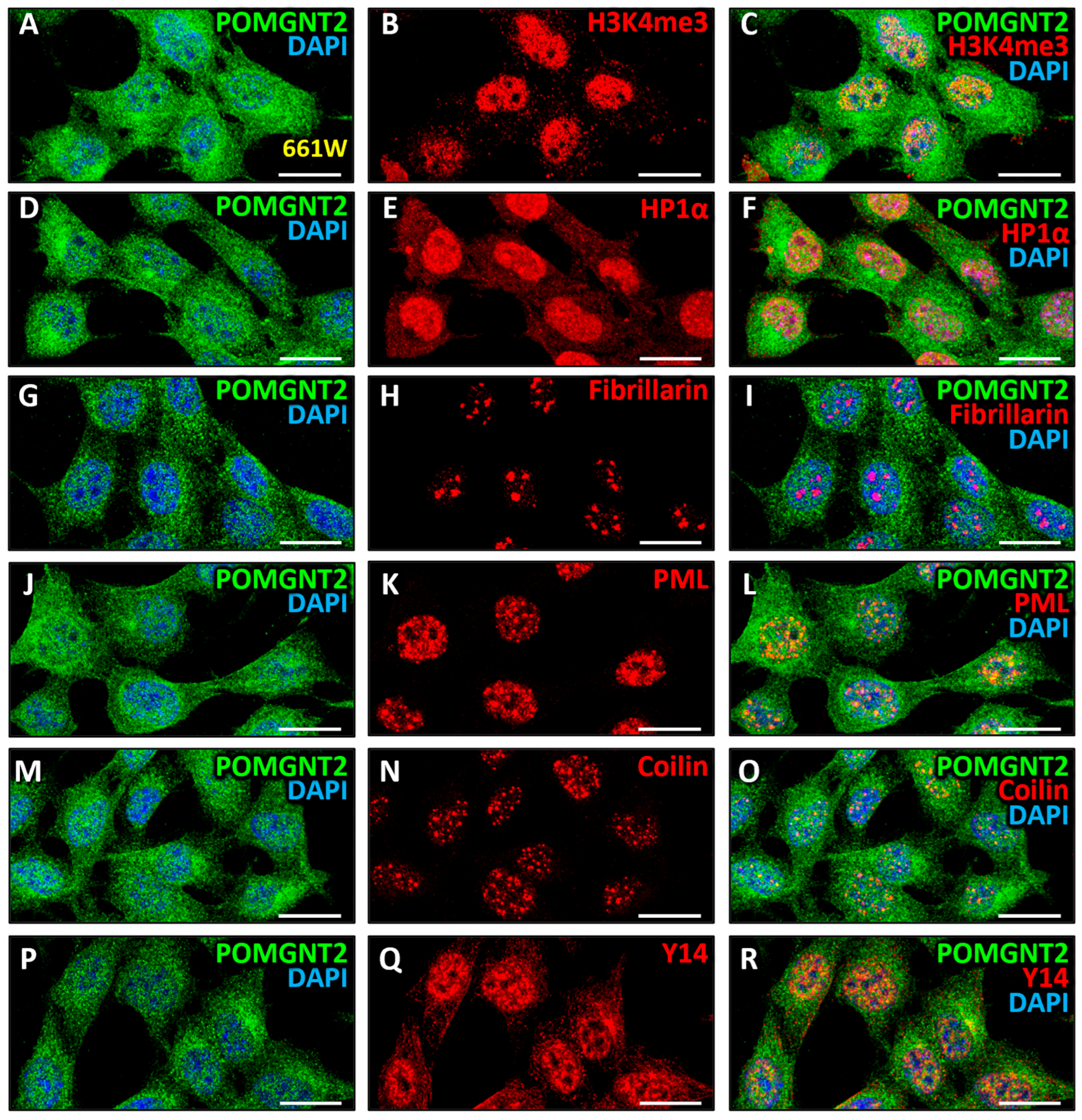 Biomedicines 13 02759 g008 Biomedicines 13 02759 g008