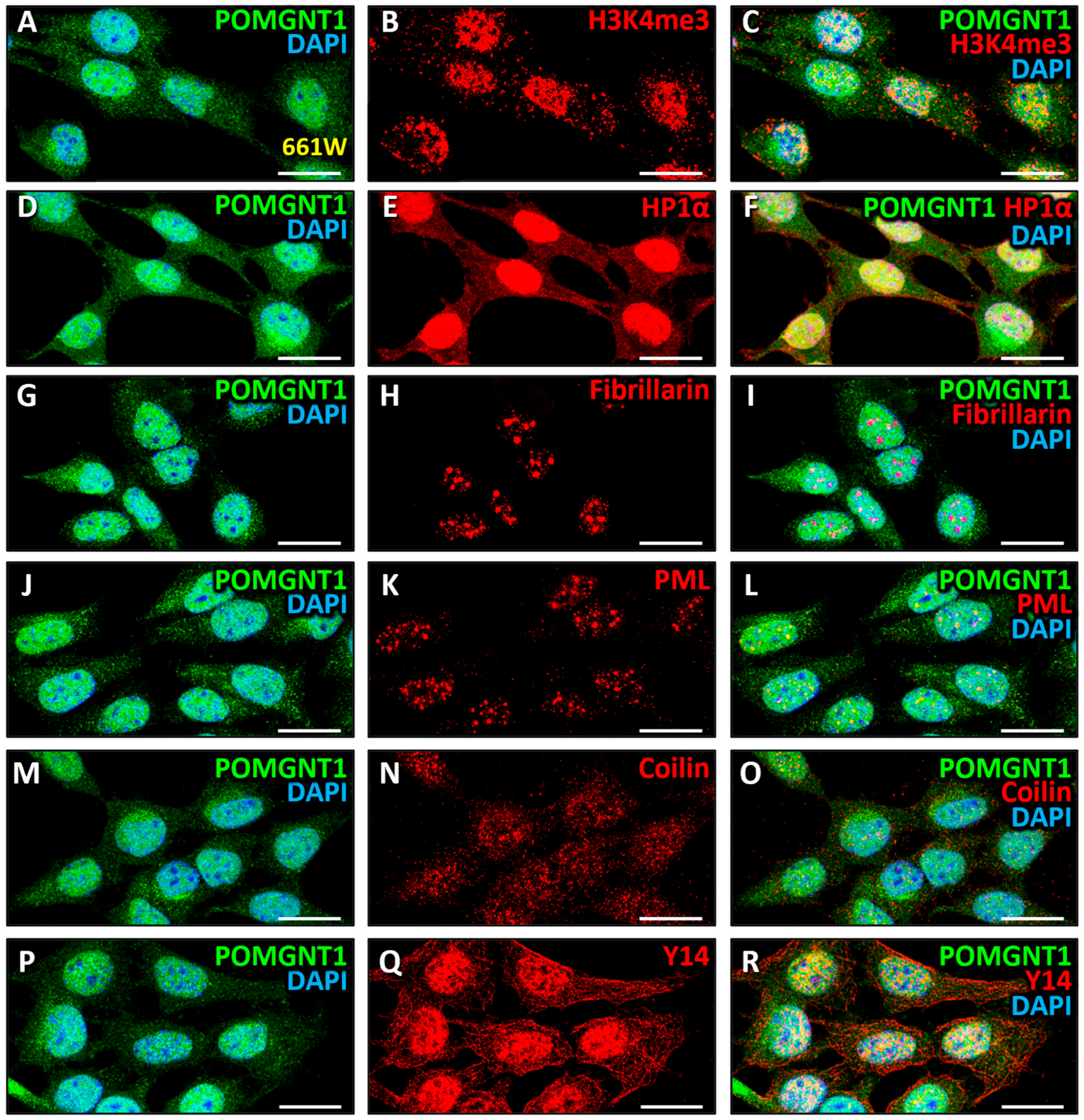 Biomedicines 13 02759 g009 Biomedicines 13 02759 g009