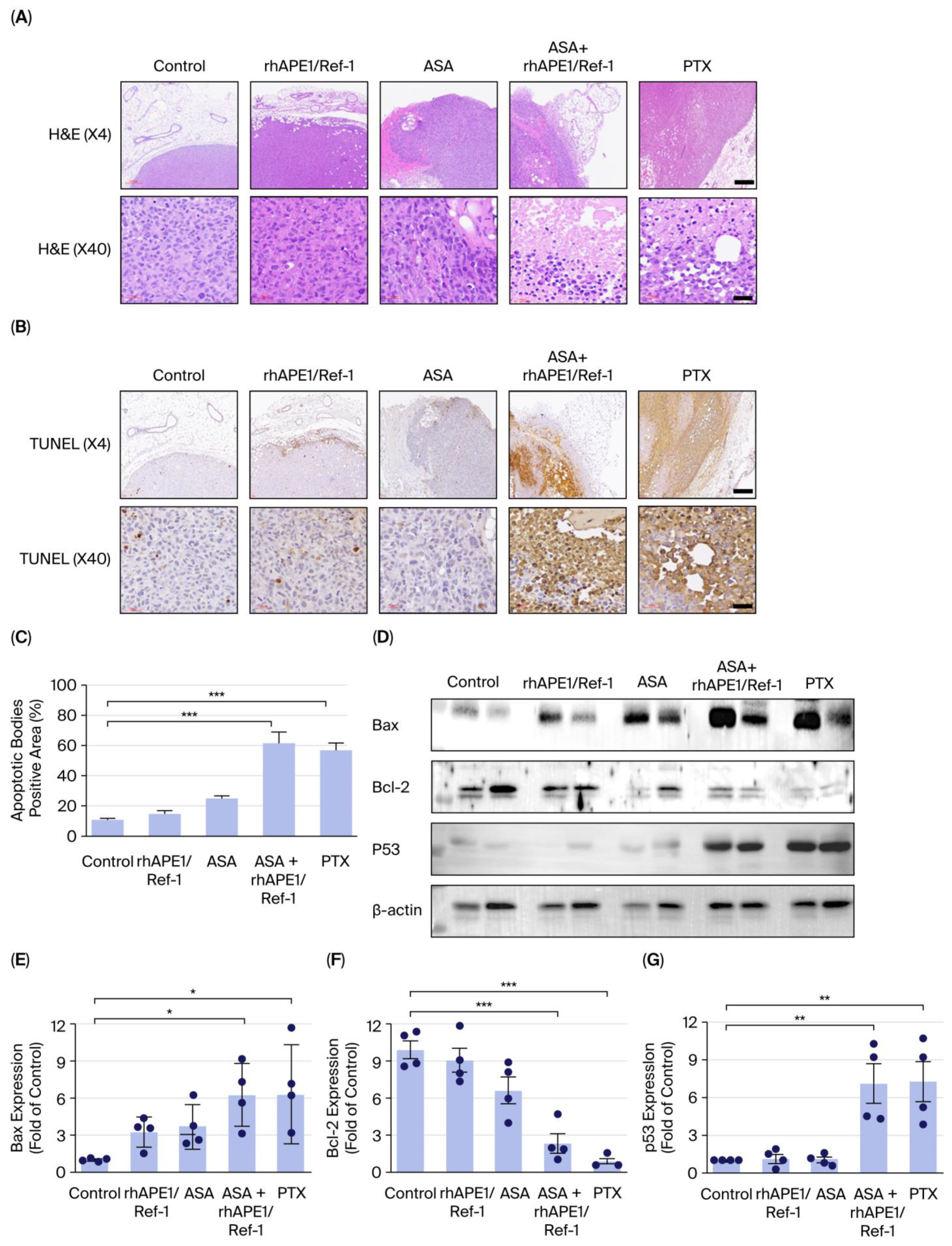 Biomedicines 13 02767 g004 Biomedicines 13 02767 g004