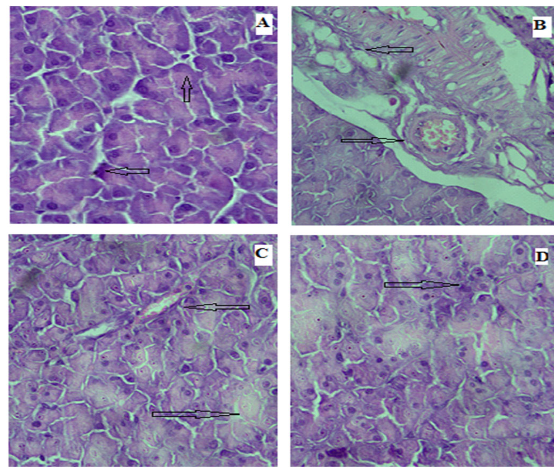 Biomedicines 13 02795 g011