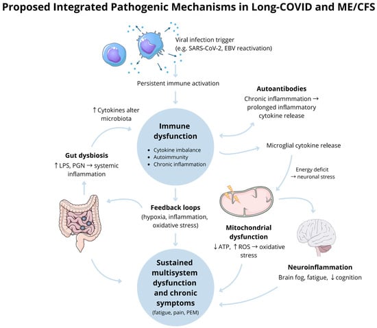 Biomedicines 13 02797 g002