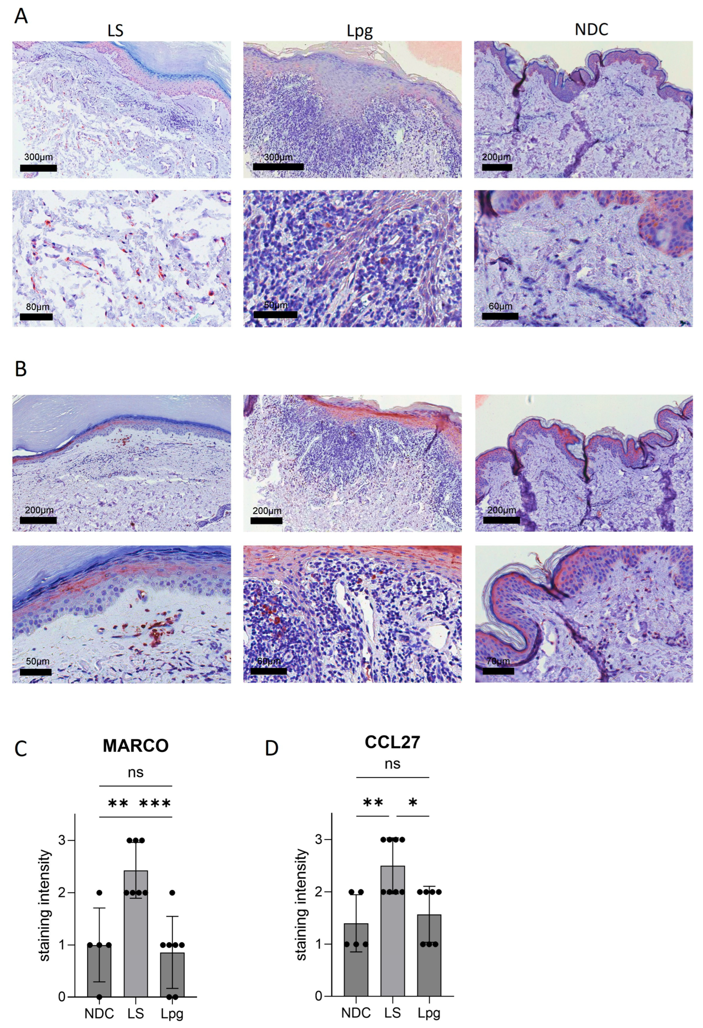 Biomedicines 13 02817 g002