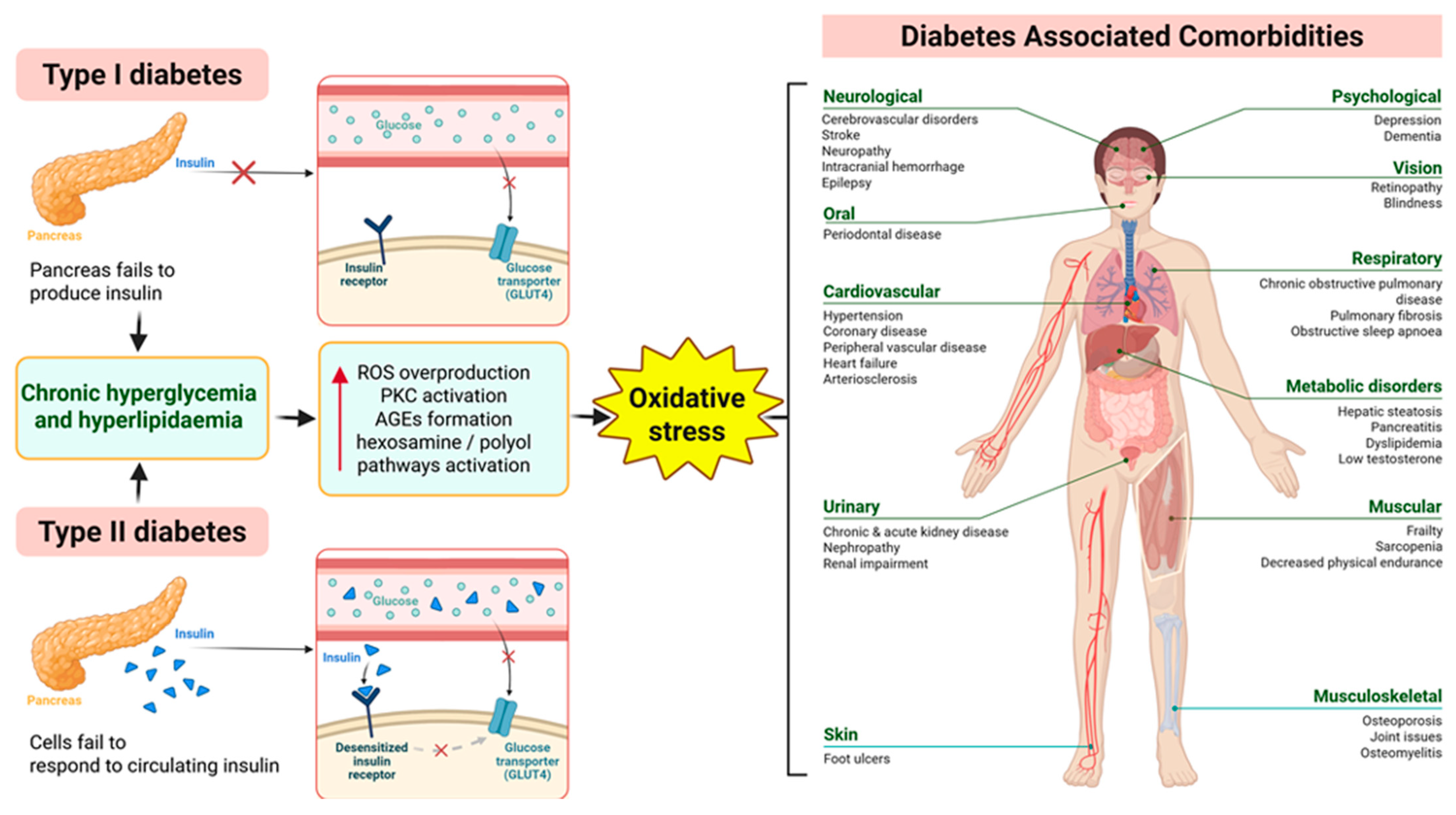 Biomedicines 13 02822 g001