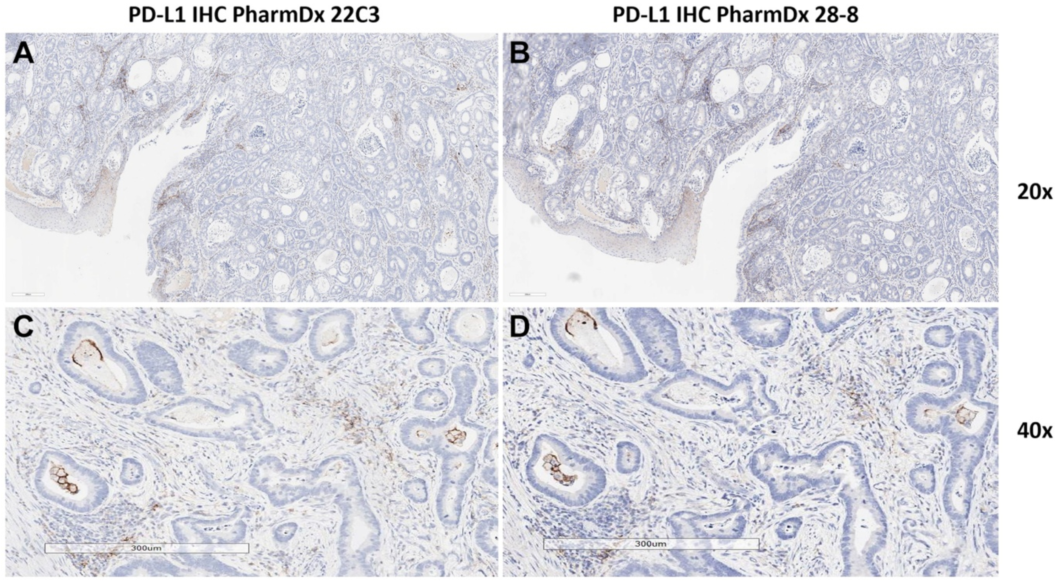 Biomedicines 13 02824 g005