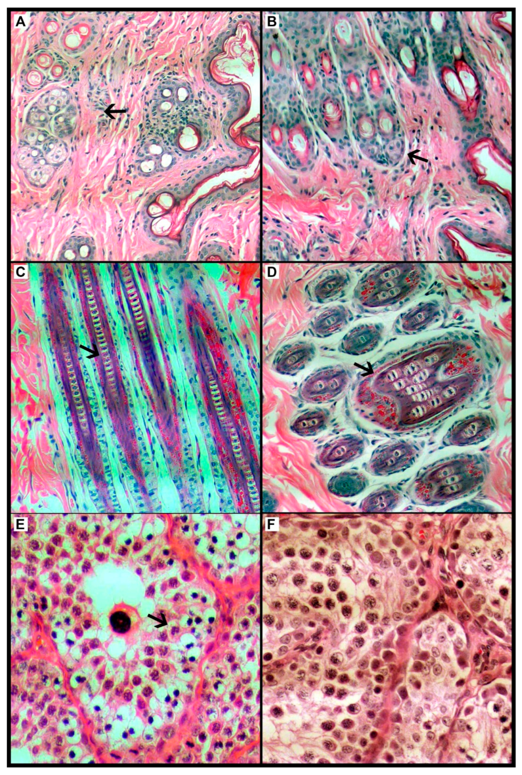 Biomedicines 13 02826 g002 Biomedicines 13 02826 g002