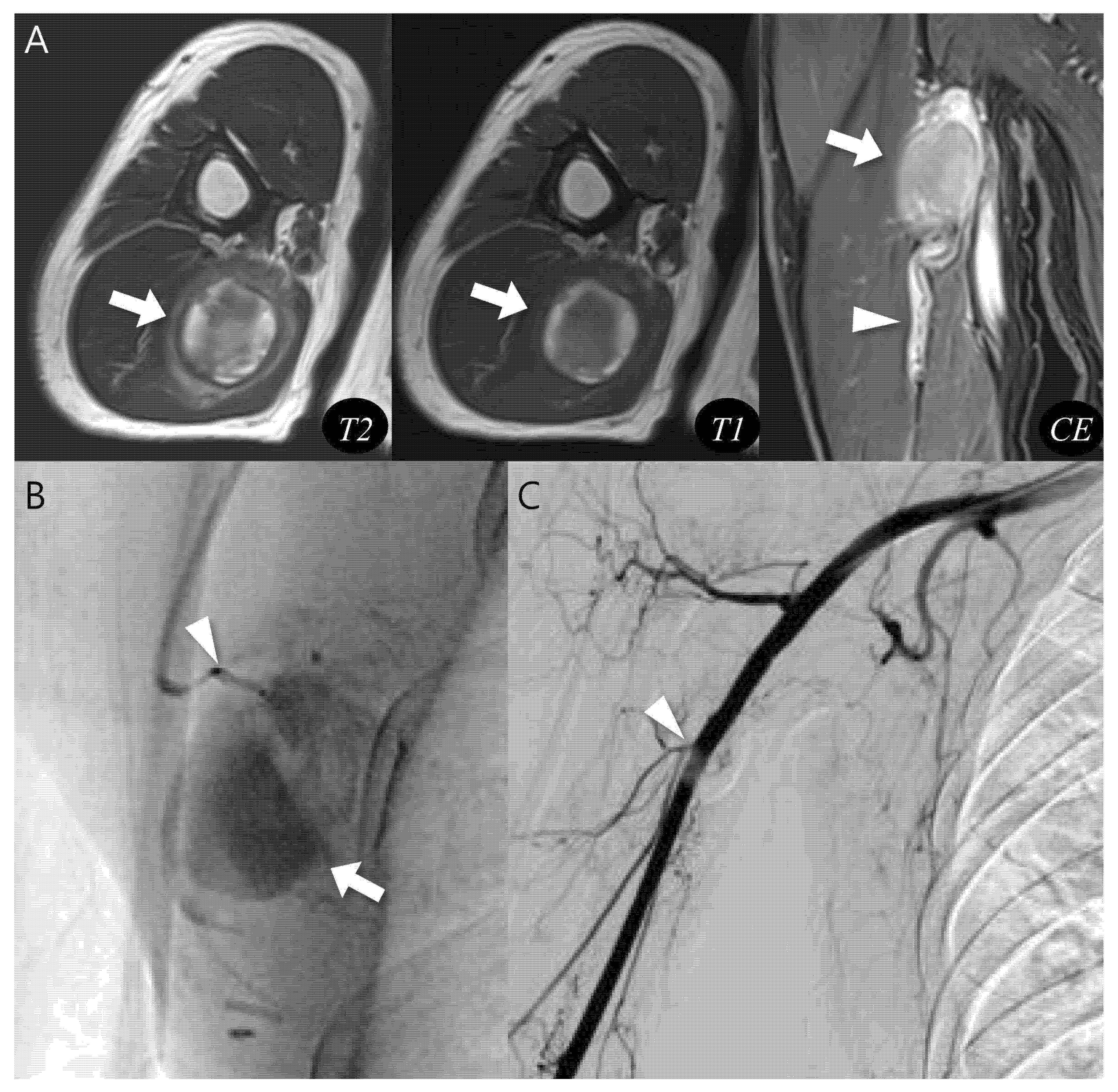 Biomedicines 13 02834 g003