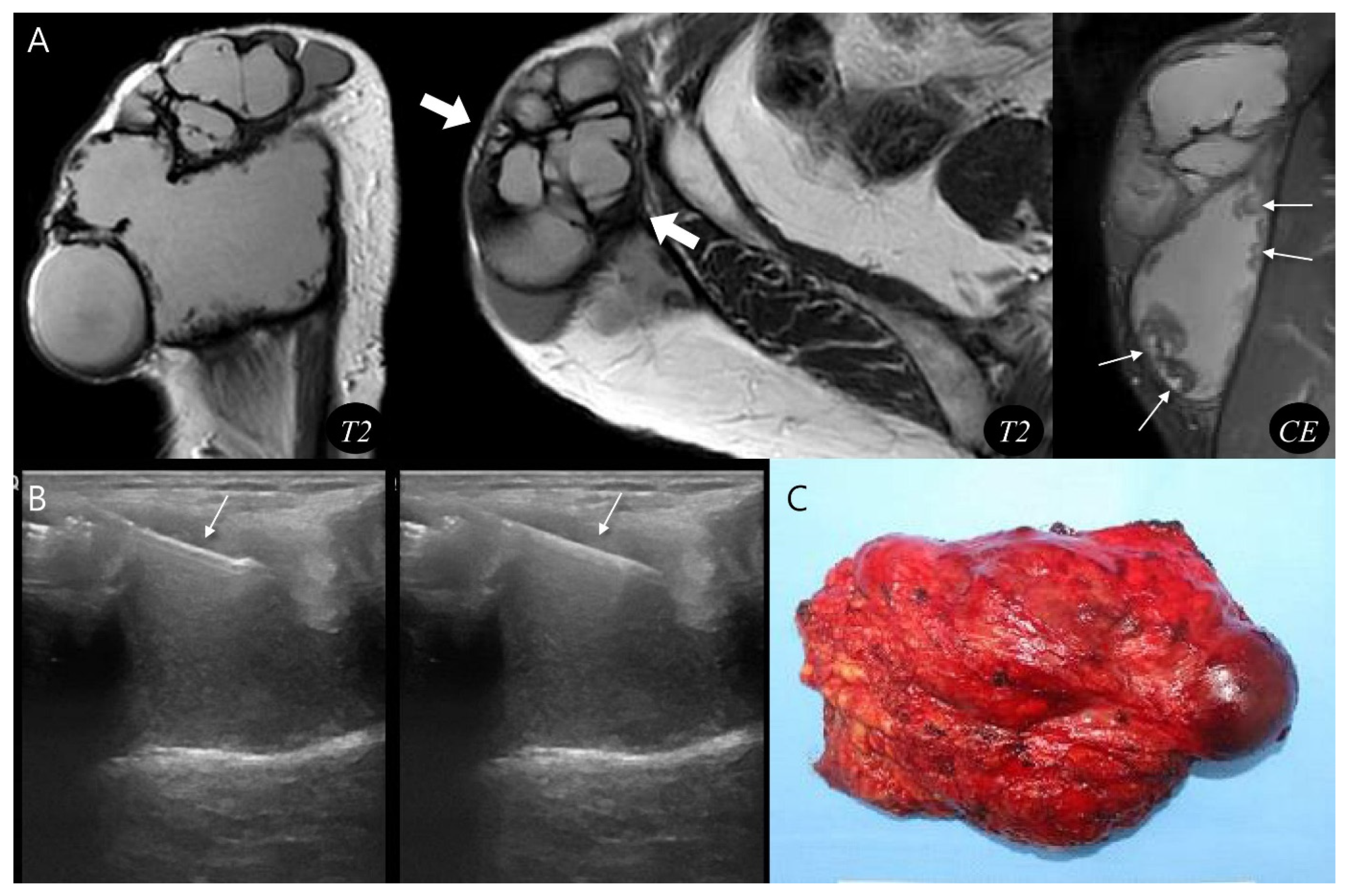Biomedicines 13 02834 g004