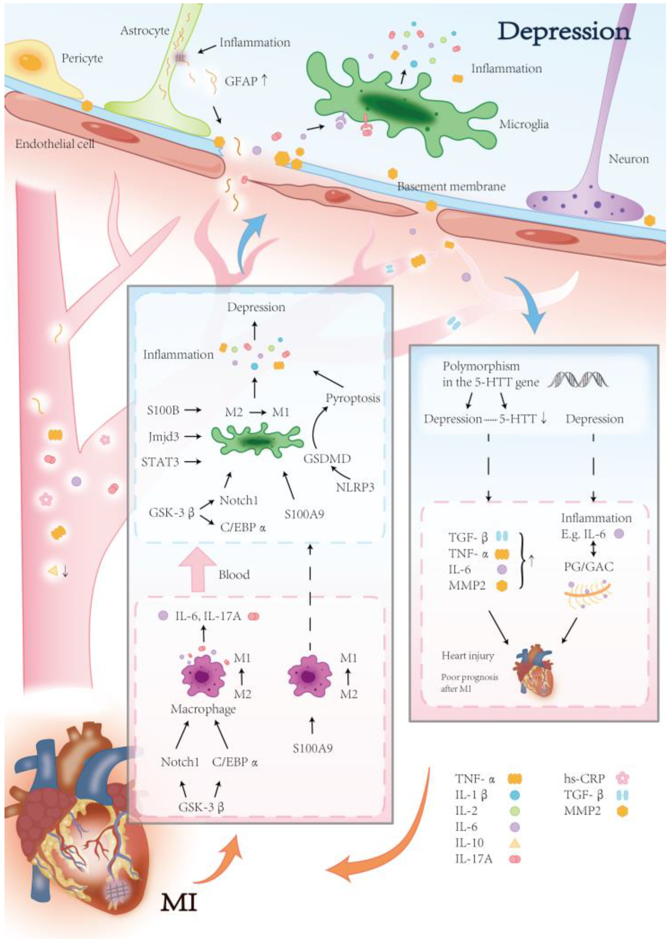 Biomedicines 13 02838 g003 Biomedicines 13 02838 g003