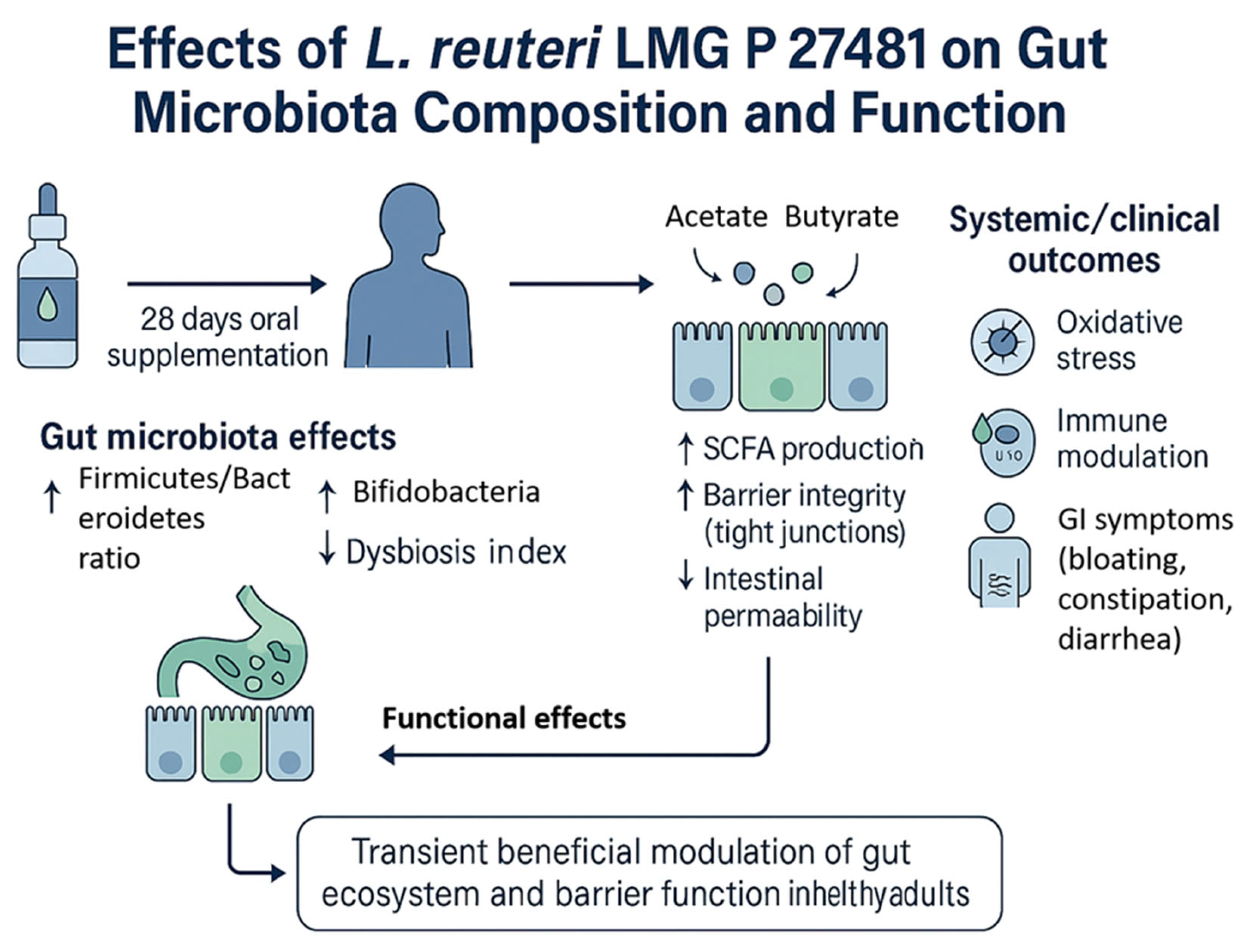 Impact of Oral Administration of Lactobacillus reuteri LMG-P 27481 on ...