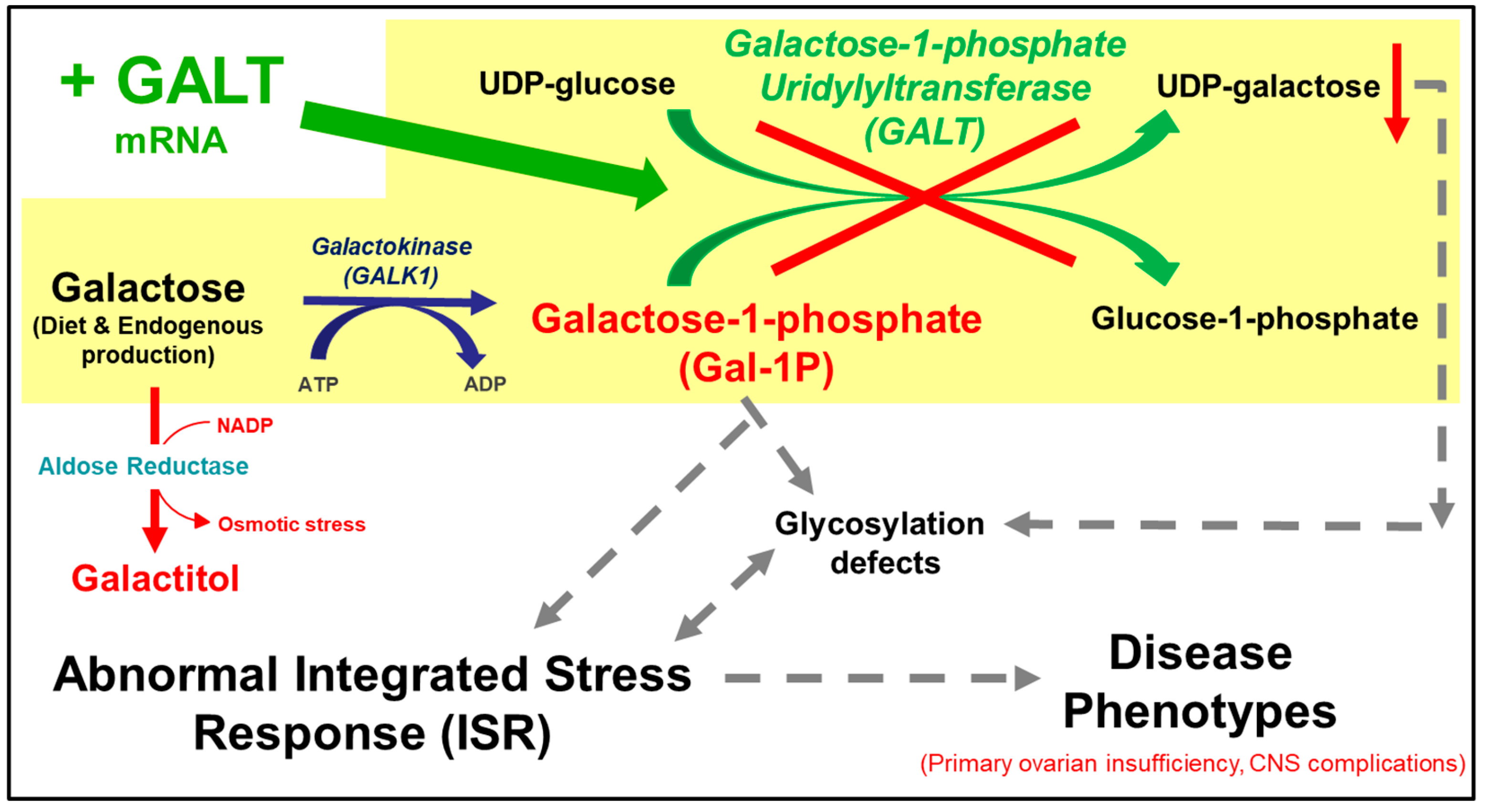 Biomedicines 13 02848 g001