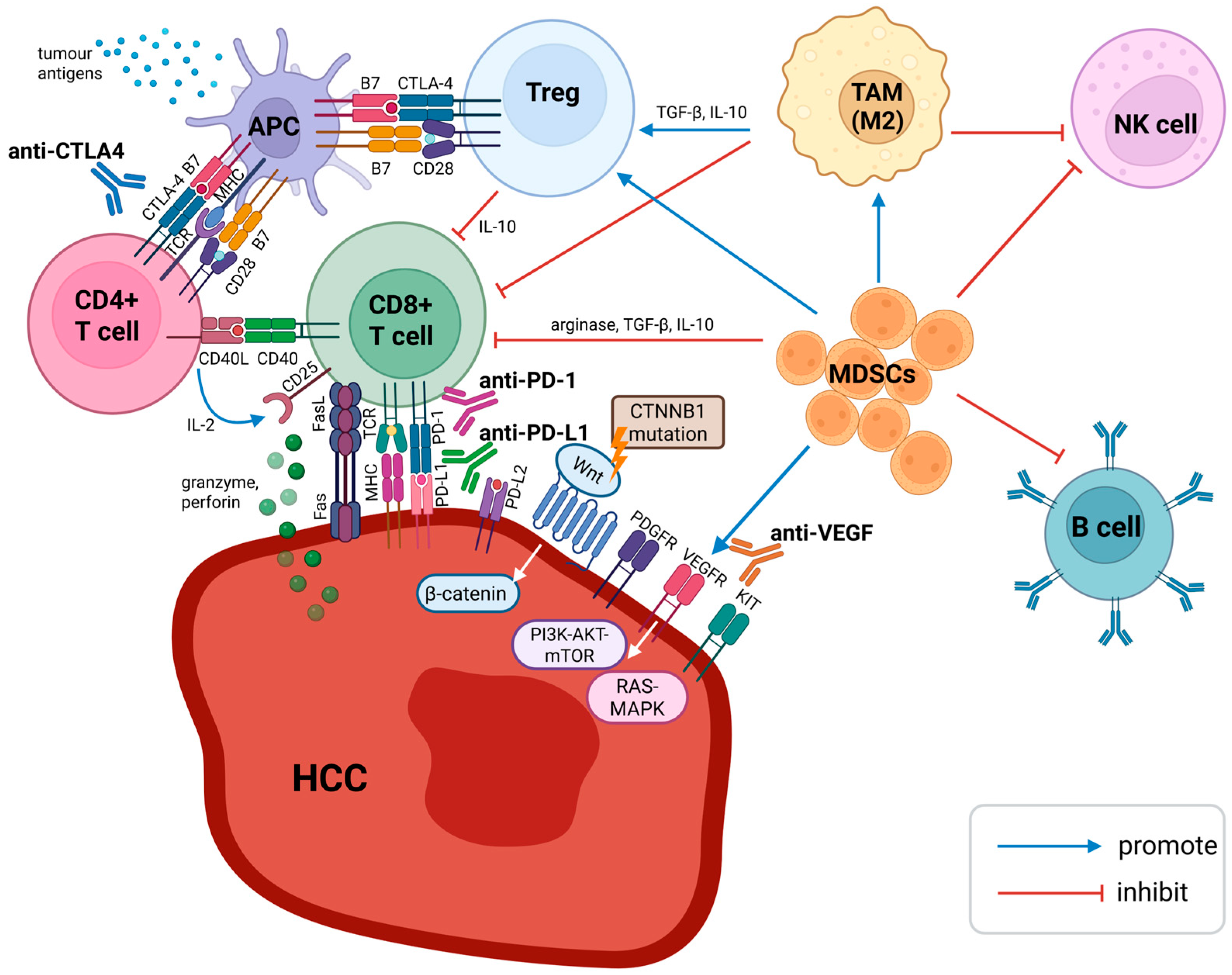 Biomedicines 13 02849 g001