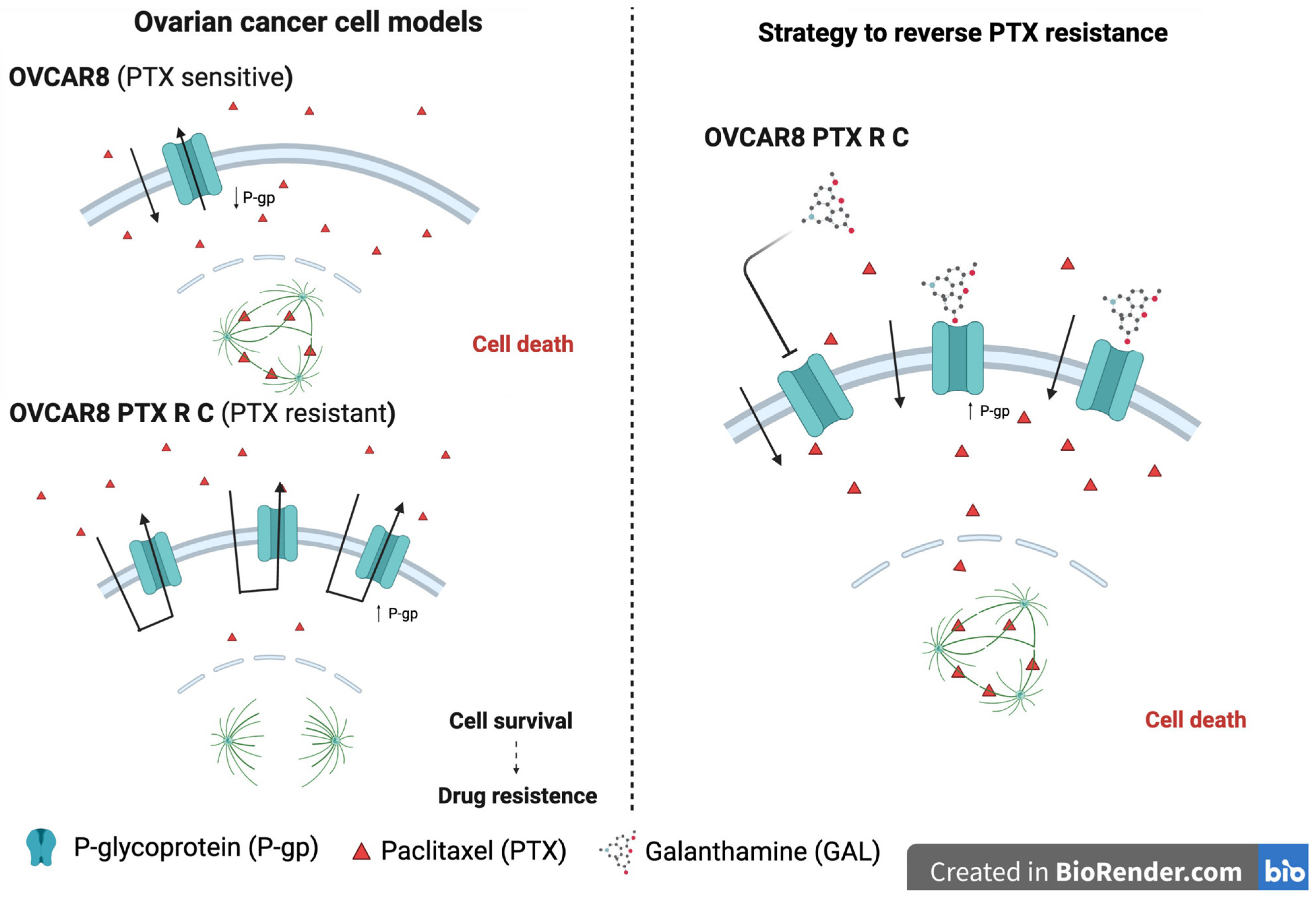 Biomedicines 13 02852 g001 Biomedicines 13 02852 g001