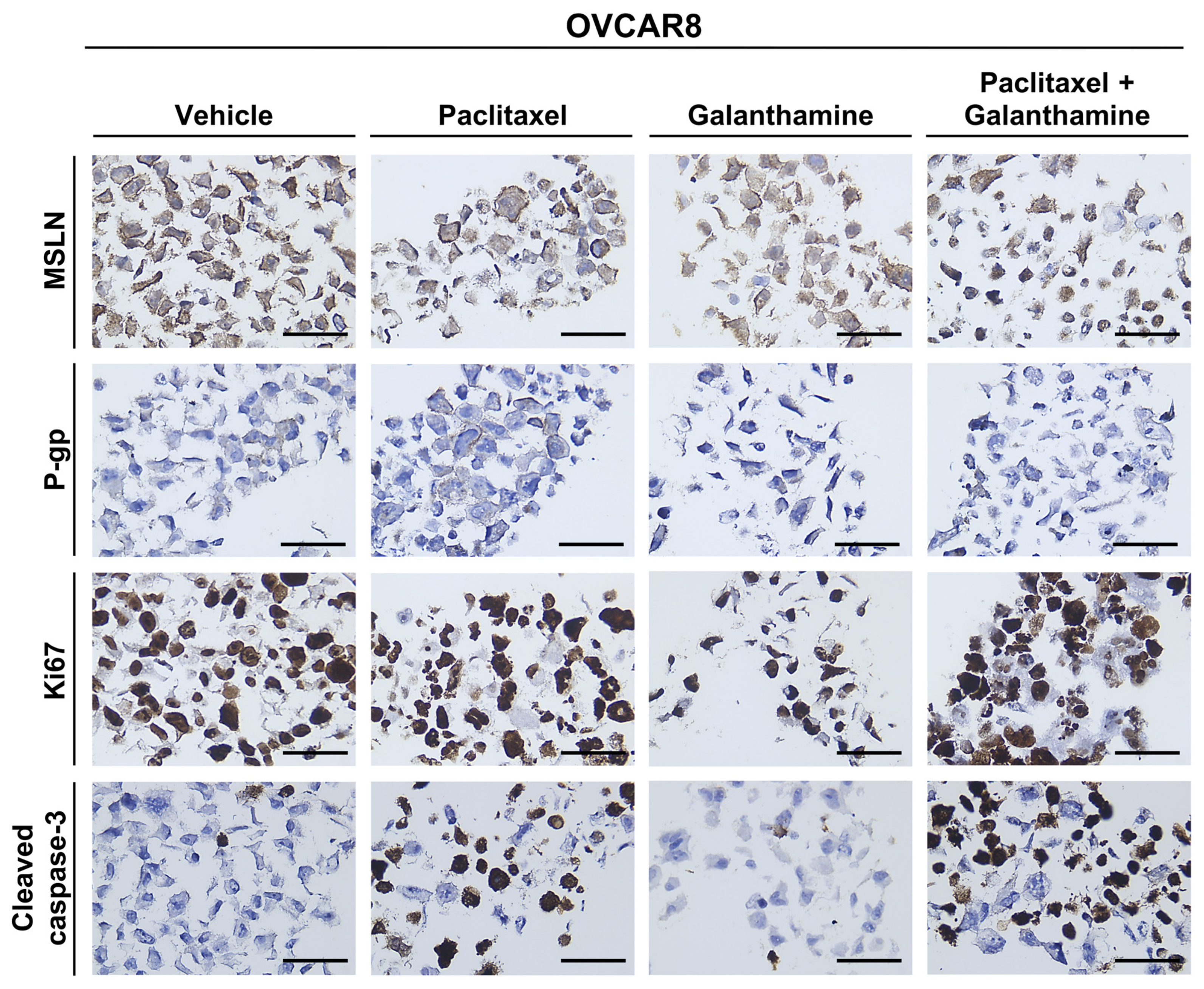 Biomedicines 13 02852 g010 Biomedicines 13 02852 g010