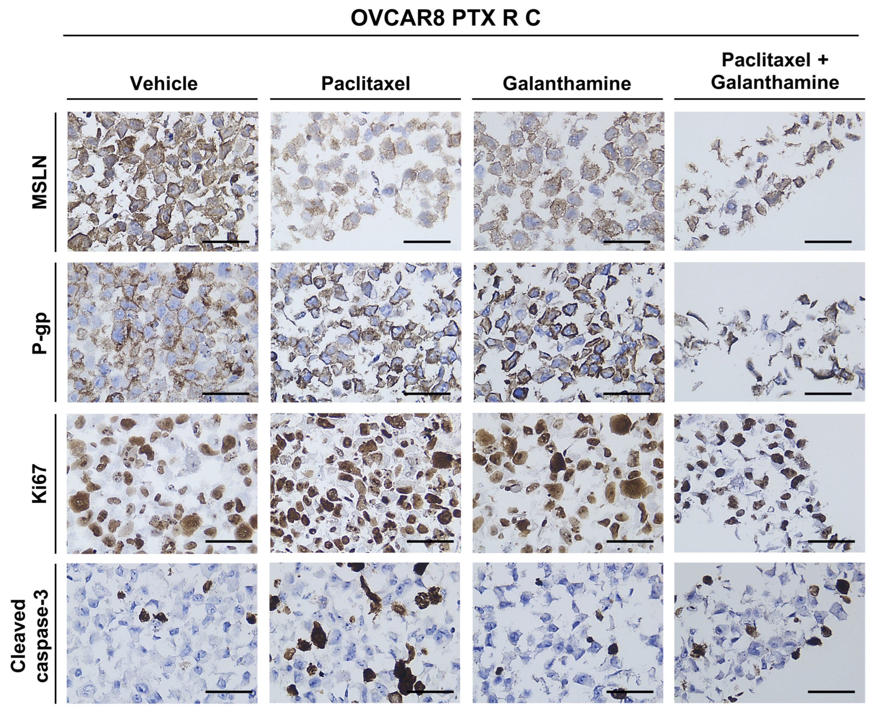 Biomedicines 13 02852 g011 Biomedicines 13 02852 g011
