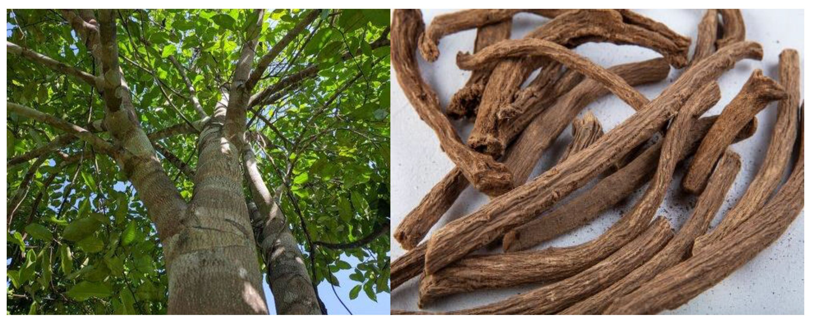 Biomedicines 13 02855 g001