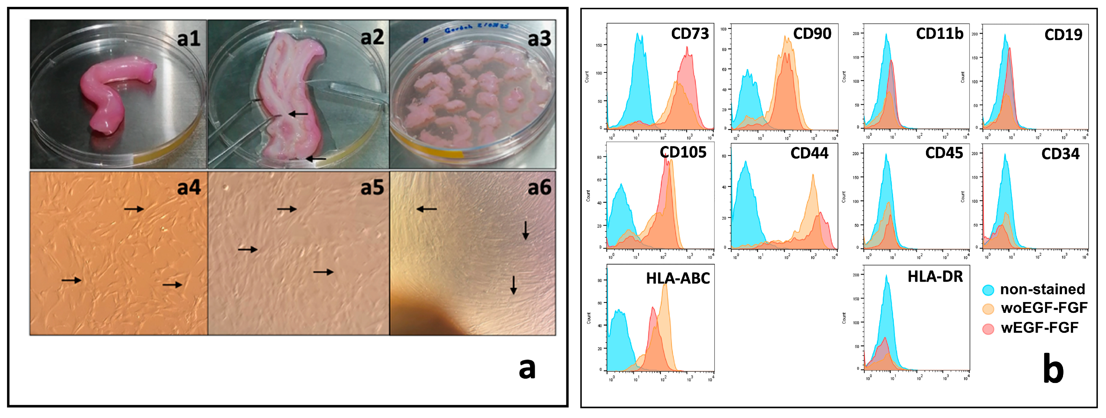 Biomedicines 13 02863 g001