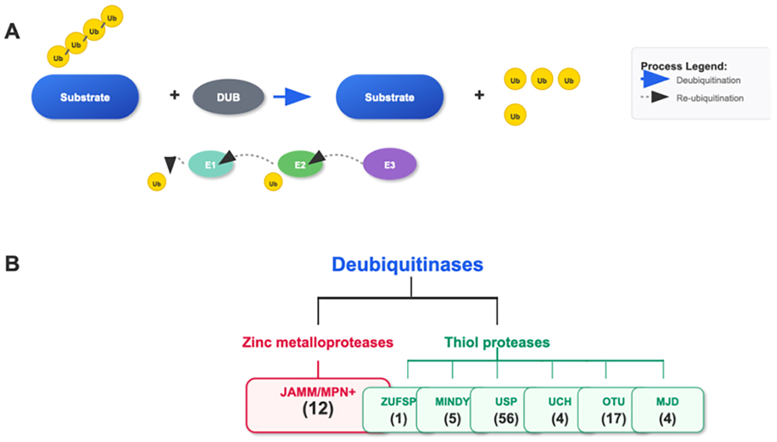 Biomedicines 13 02873 g002