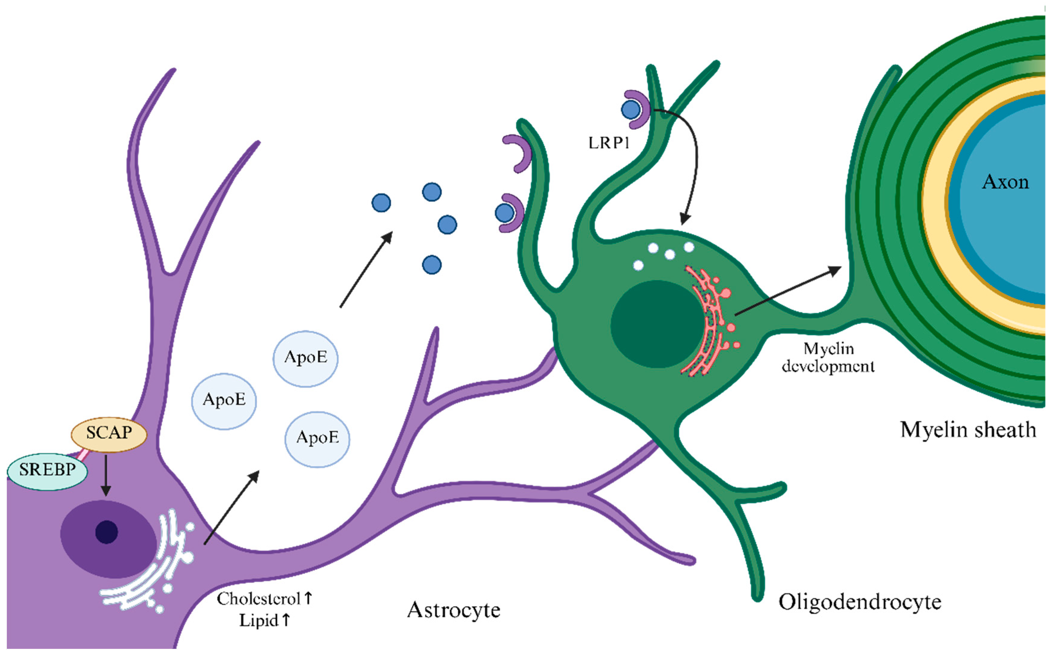 Biomedicines 13 02880 g001