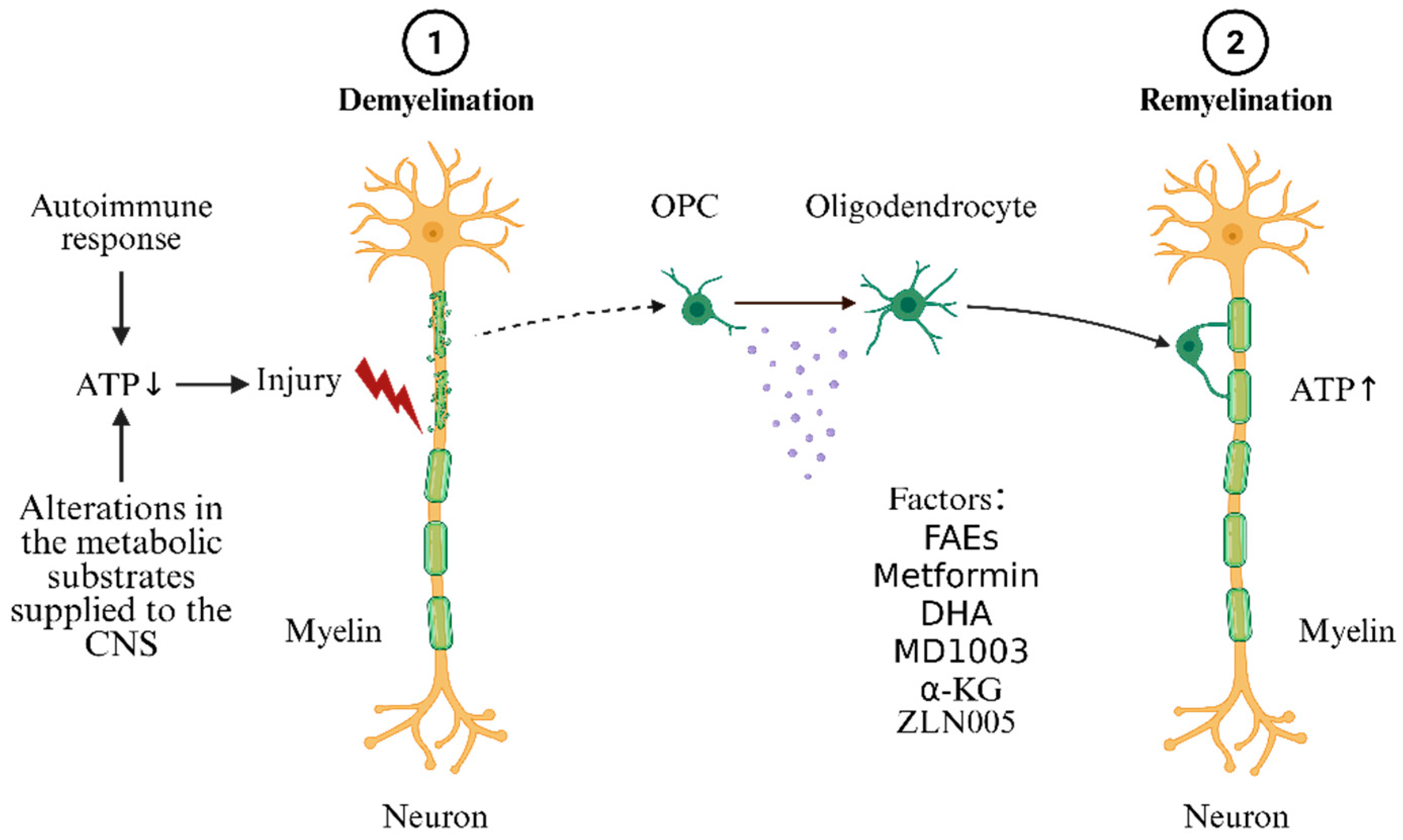 Biomedicines 13 02880 g004