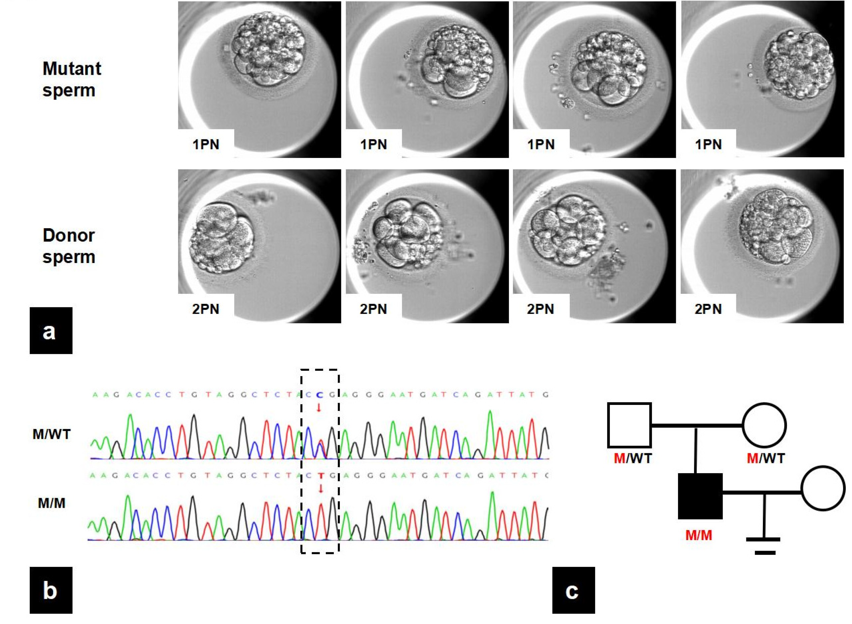 Biomedicines 13 02882 g001