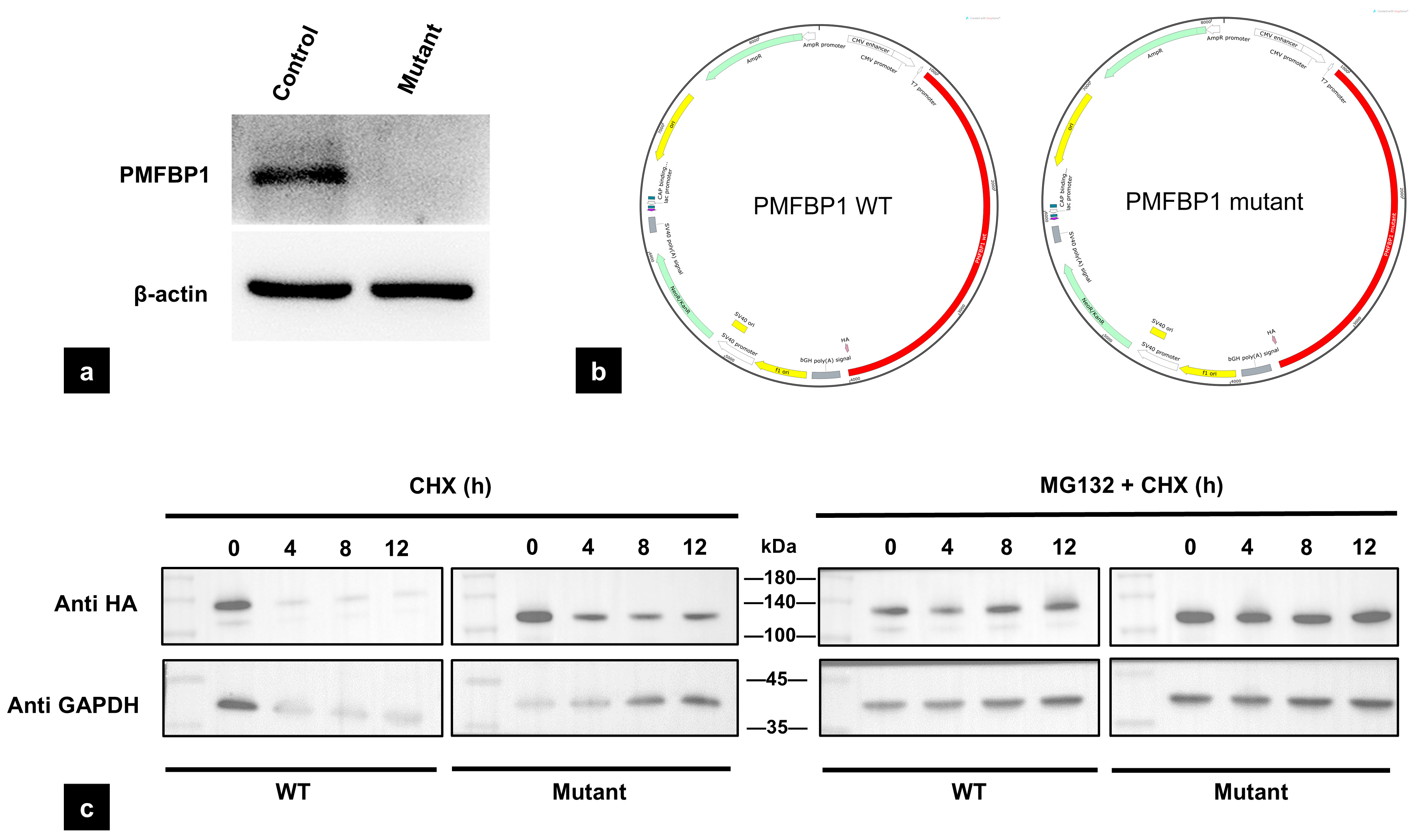 Biomedicines 13 02882 g004