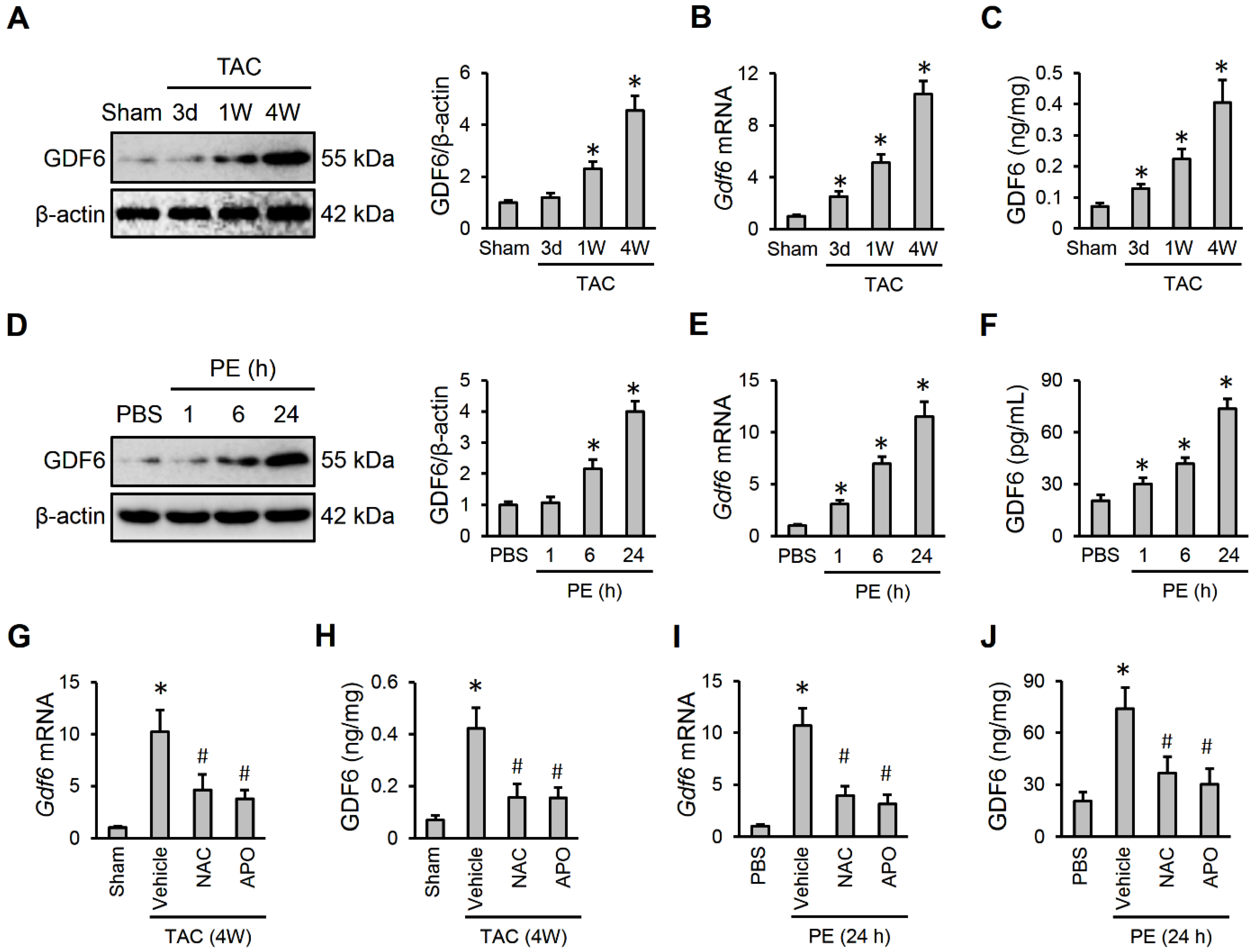 Biomedicines 13 02935 g001 Biomedicines 13 02935 g001