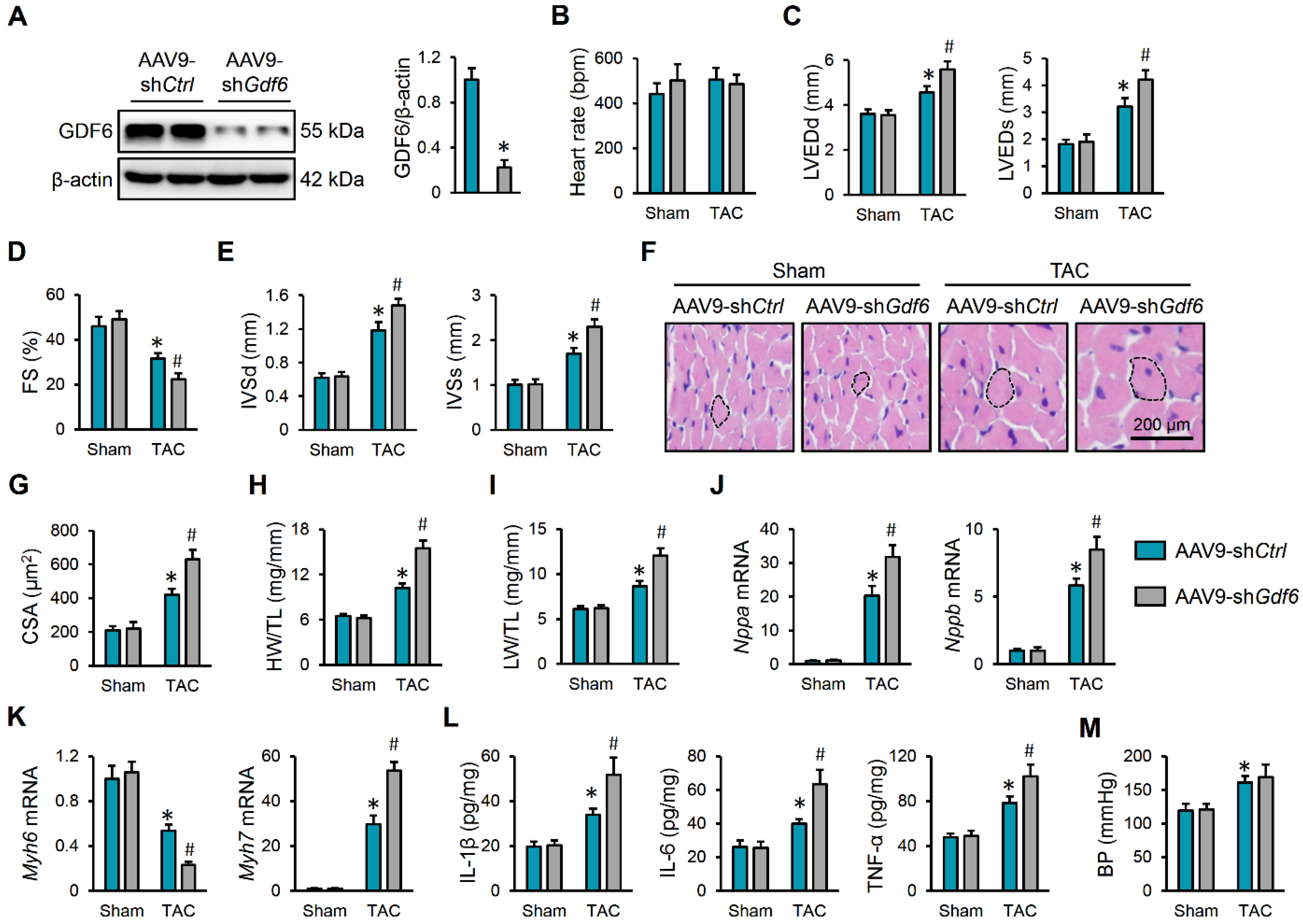 Biomedicines 13 02935 g002 Biomedicines 13 02935 g002