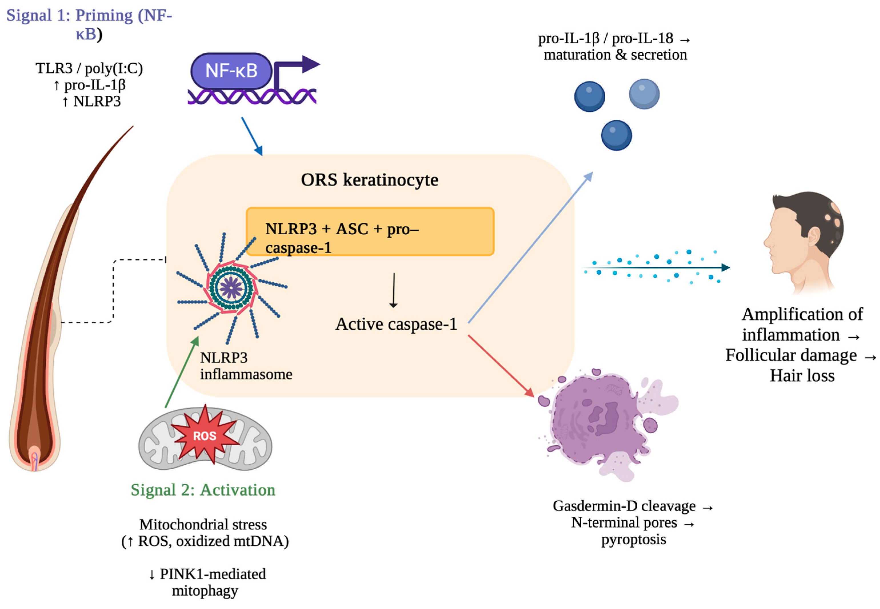 Biomedicines 13 02940 g001