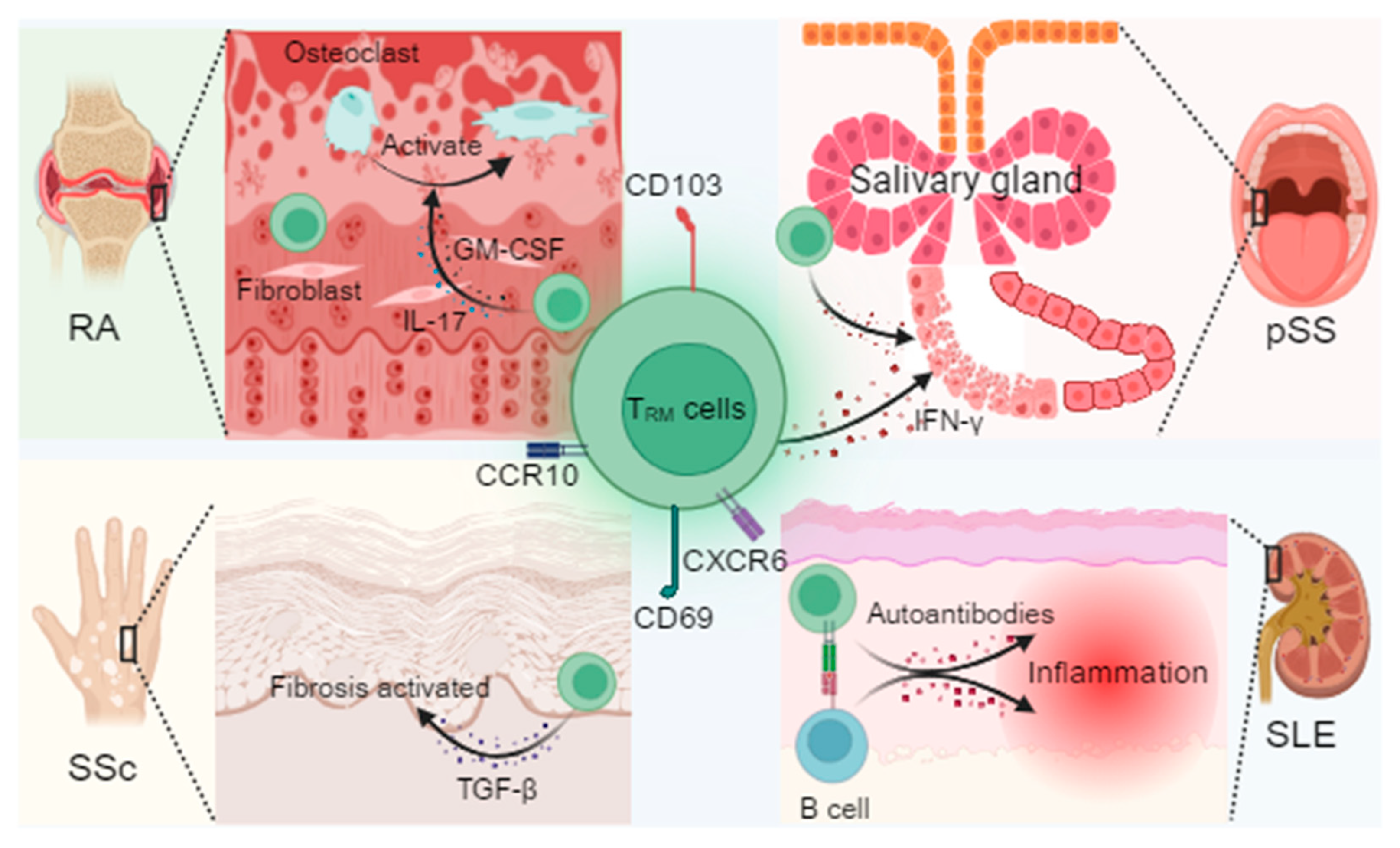 Biomedicines 13 02945 g001