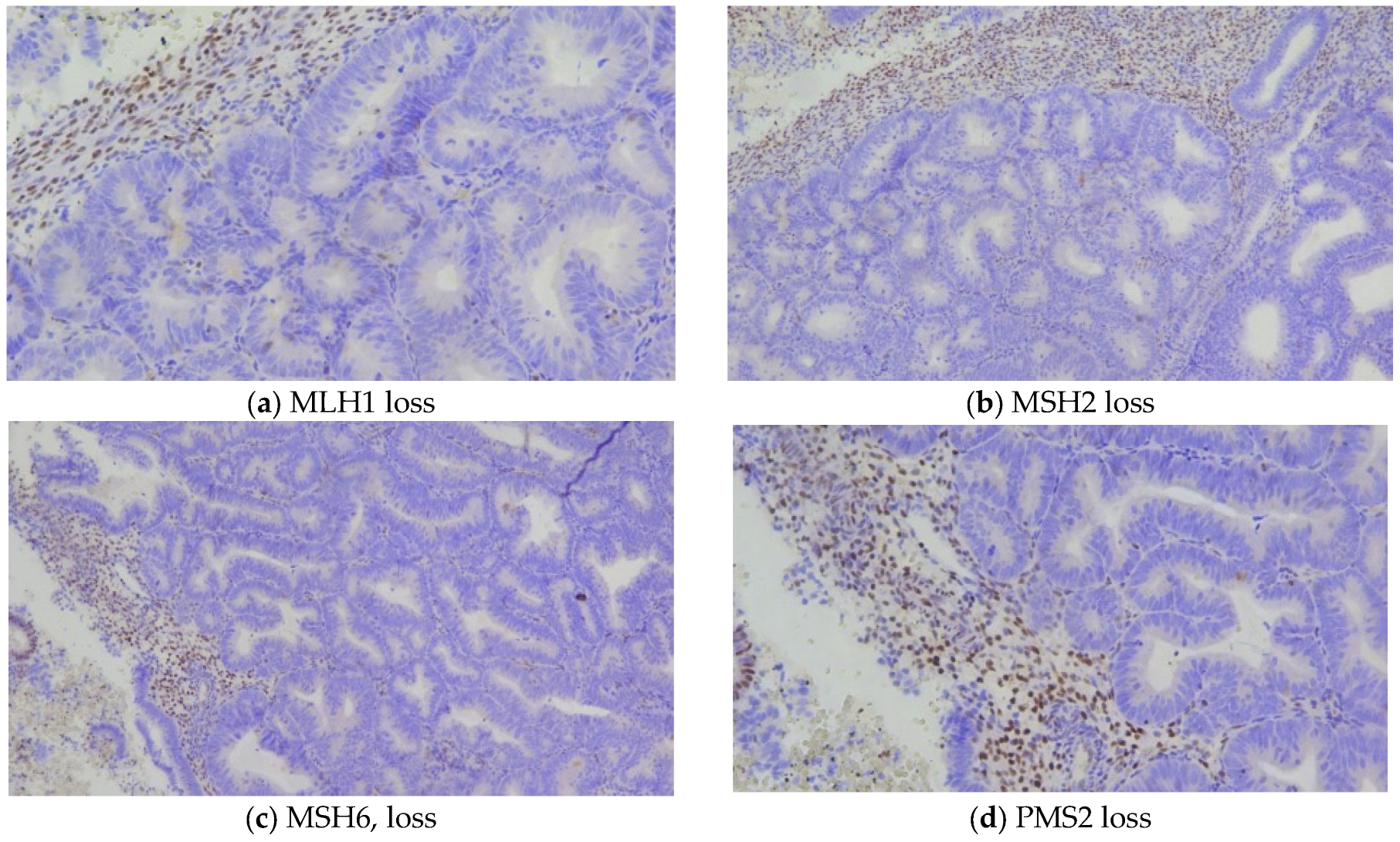 Biomedicines 13 02953 g002