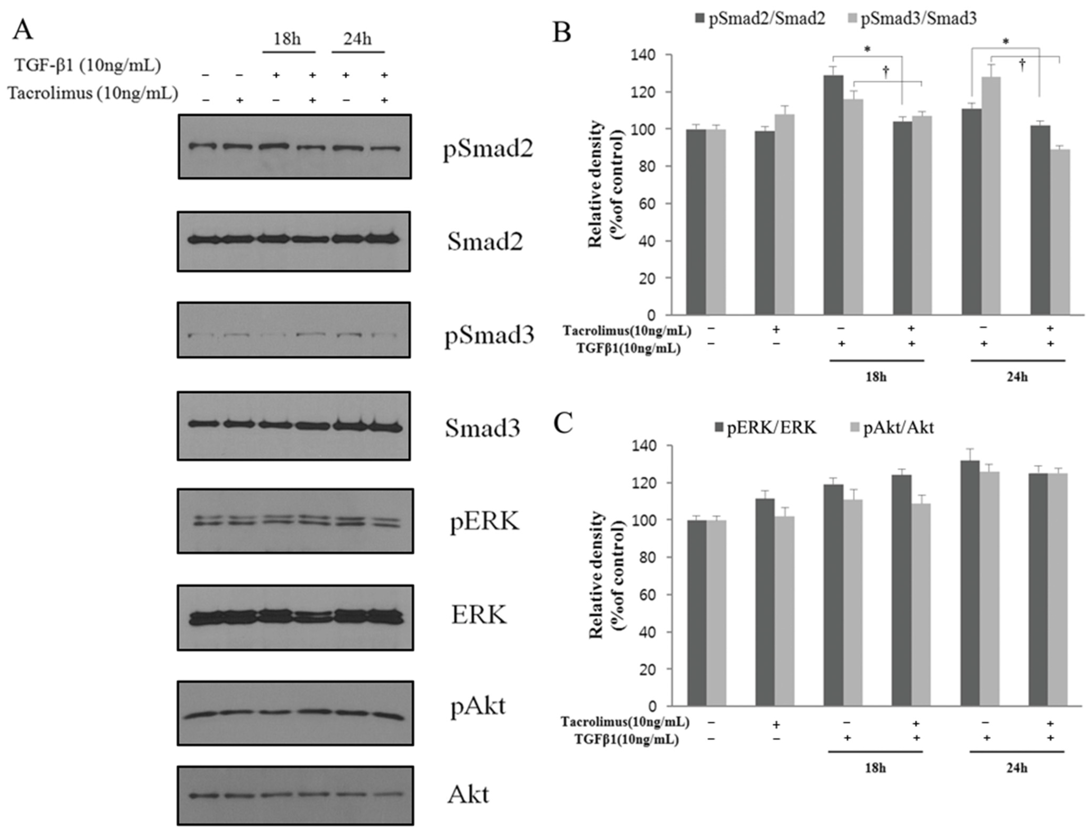 Biomedicines 13 02956 g004 Biomedicines 13 02956 g004