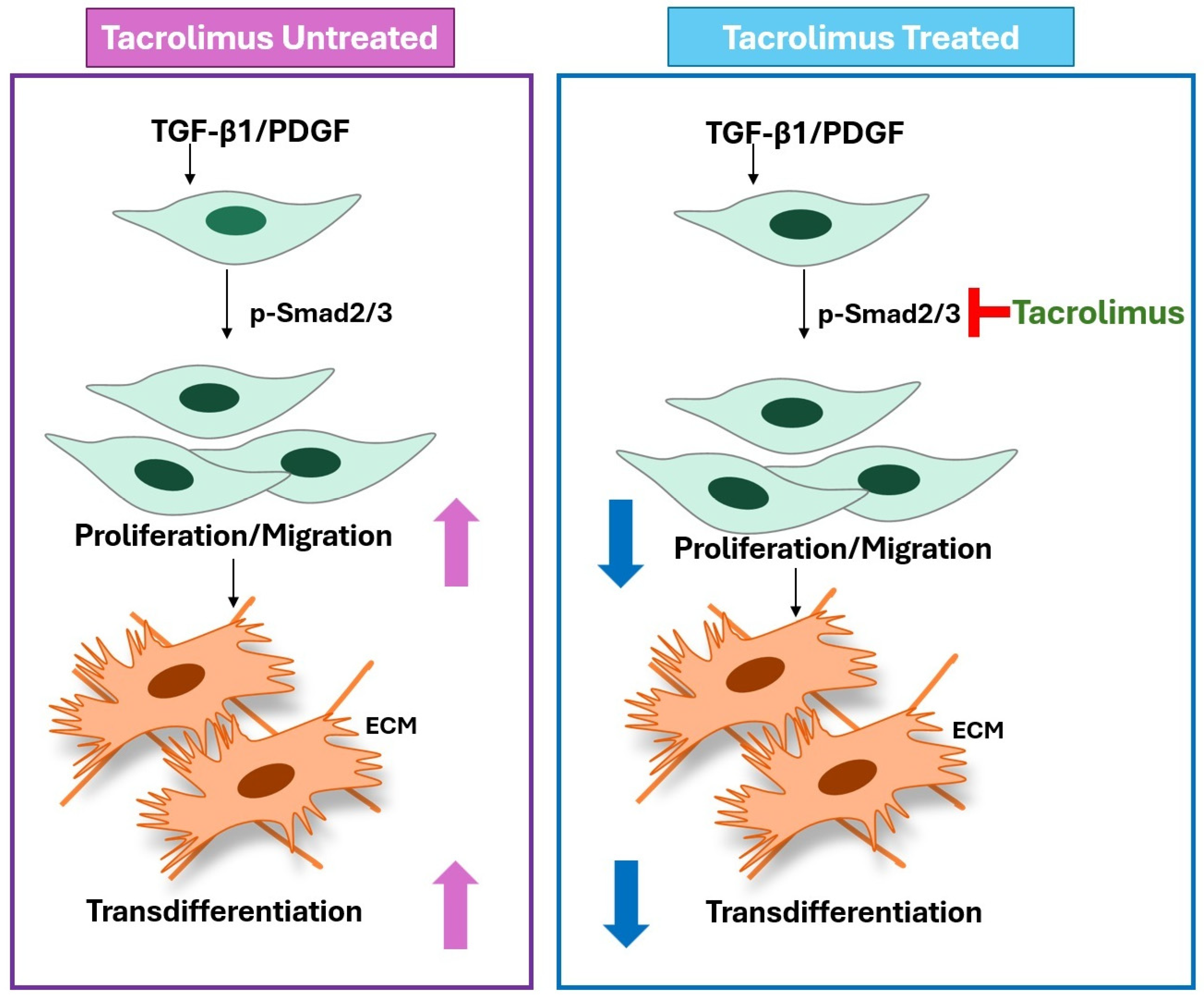 Biomedicines 13 02956 g005 Biomedicines 13 02956 g005